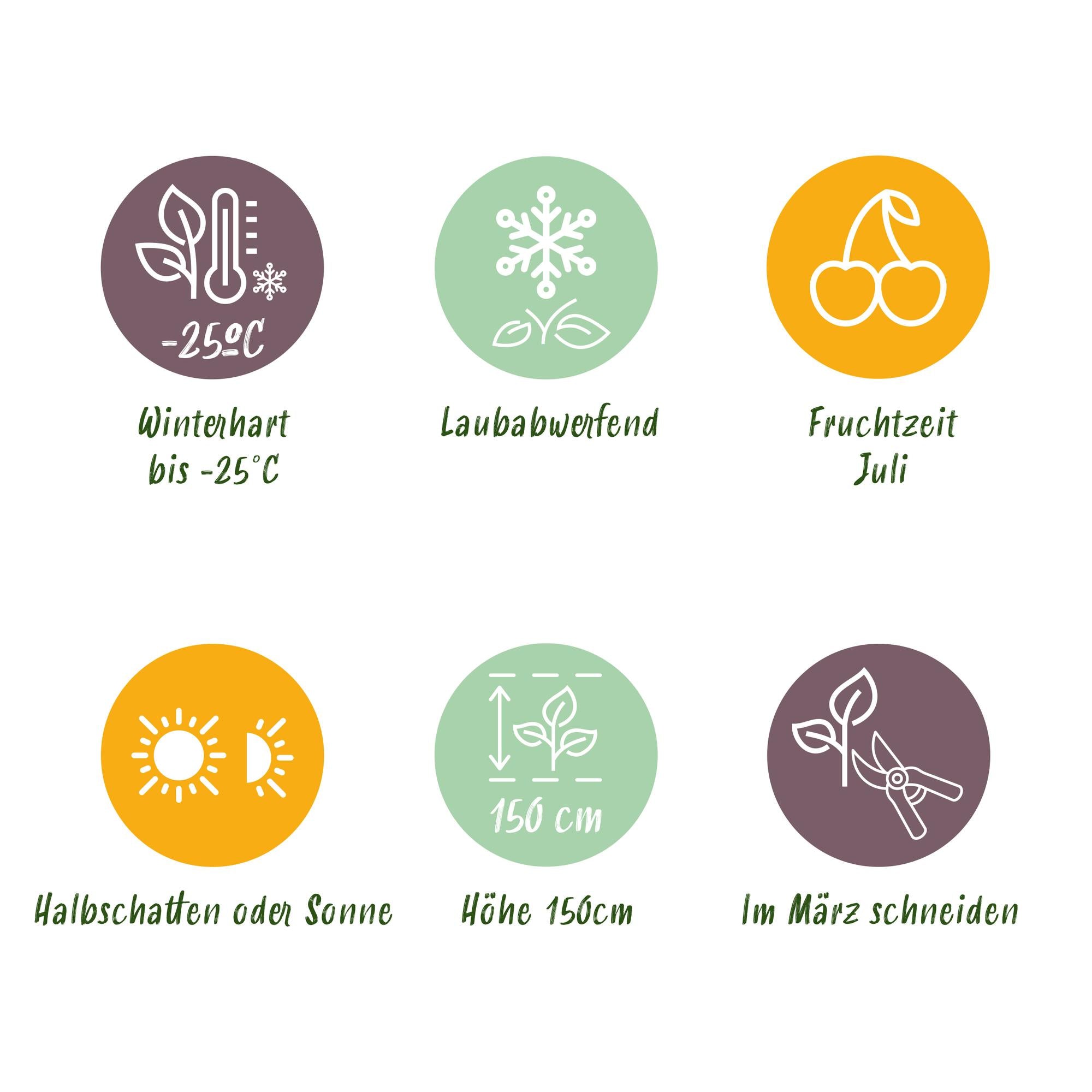 Lonicera caerulea 'Kamchatika' – 2 plantas, maceta de 15 cm, 50 cm de altura