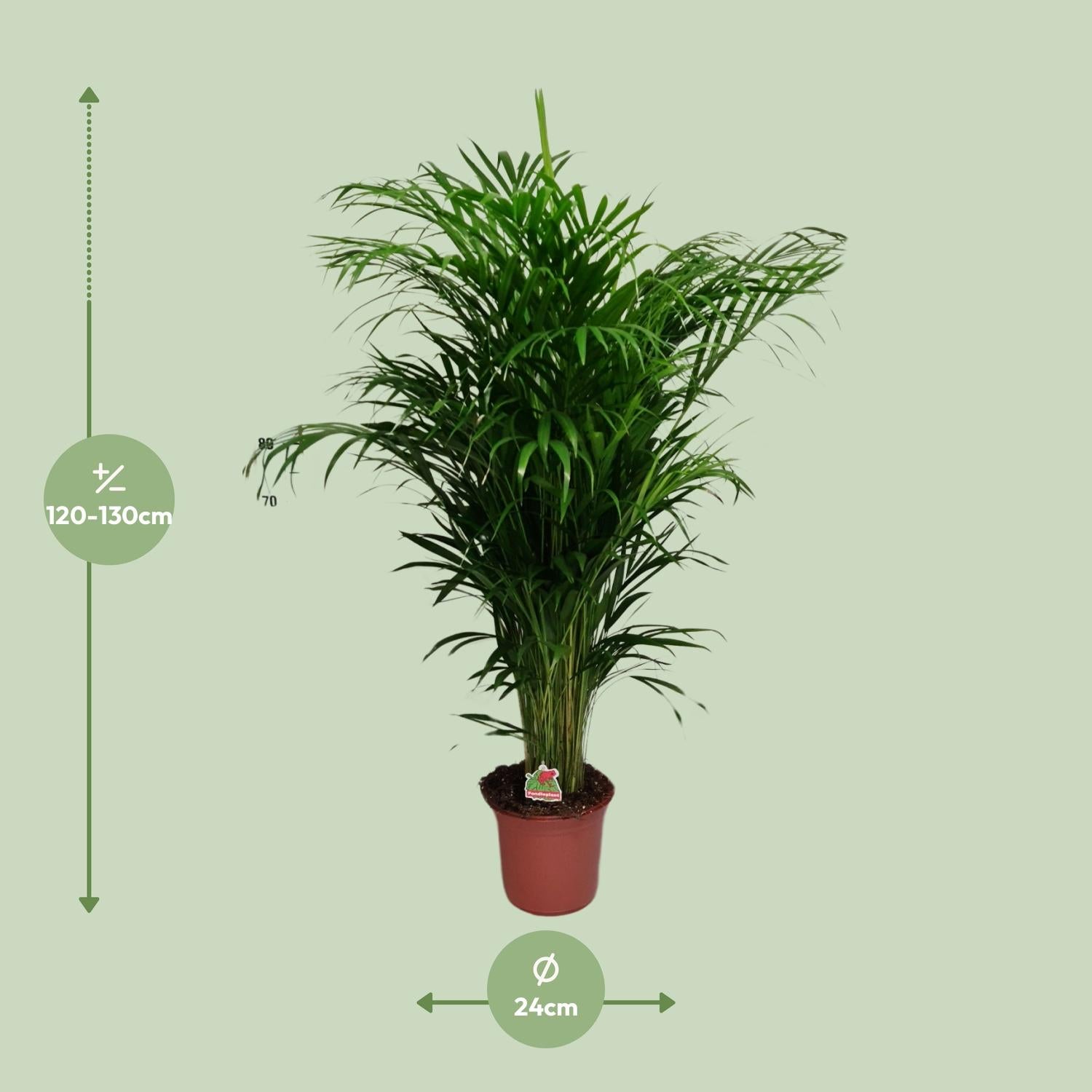 Dypsis Lutescens – Areca Palme - 40-125 cm