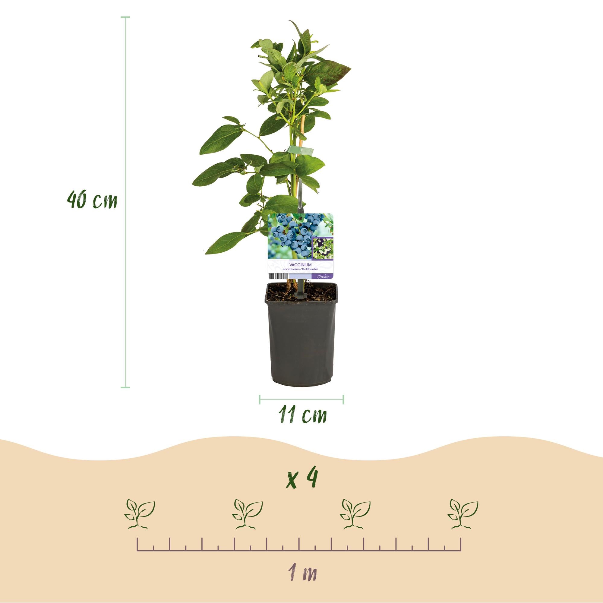 Heidelbeerstrauch ‚Goldtraube‘ – dornenlos, 2 Pflanzen à 40 cm im 11 cm Topf