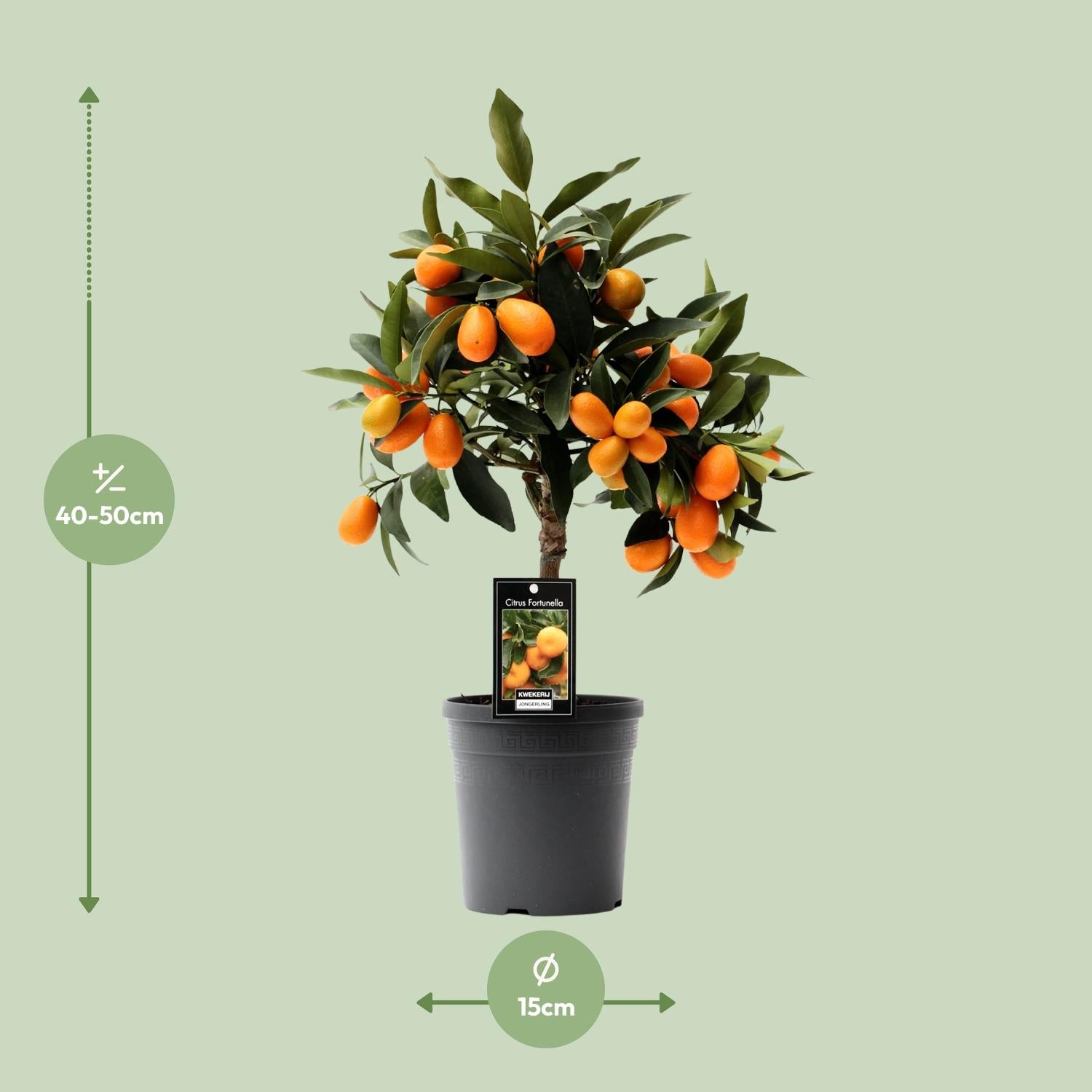 Kumquat cítrico - Maceta de 16 cm, 45 cm de altura