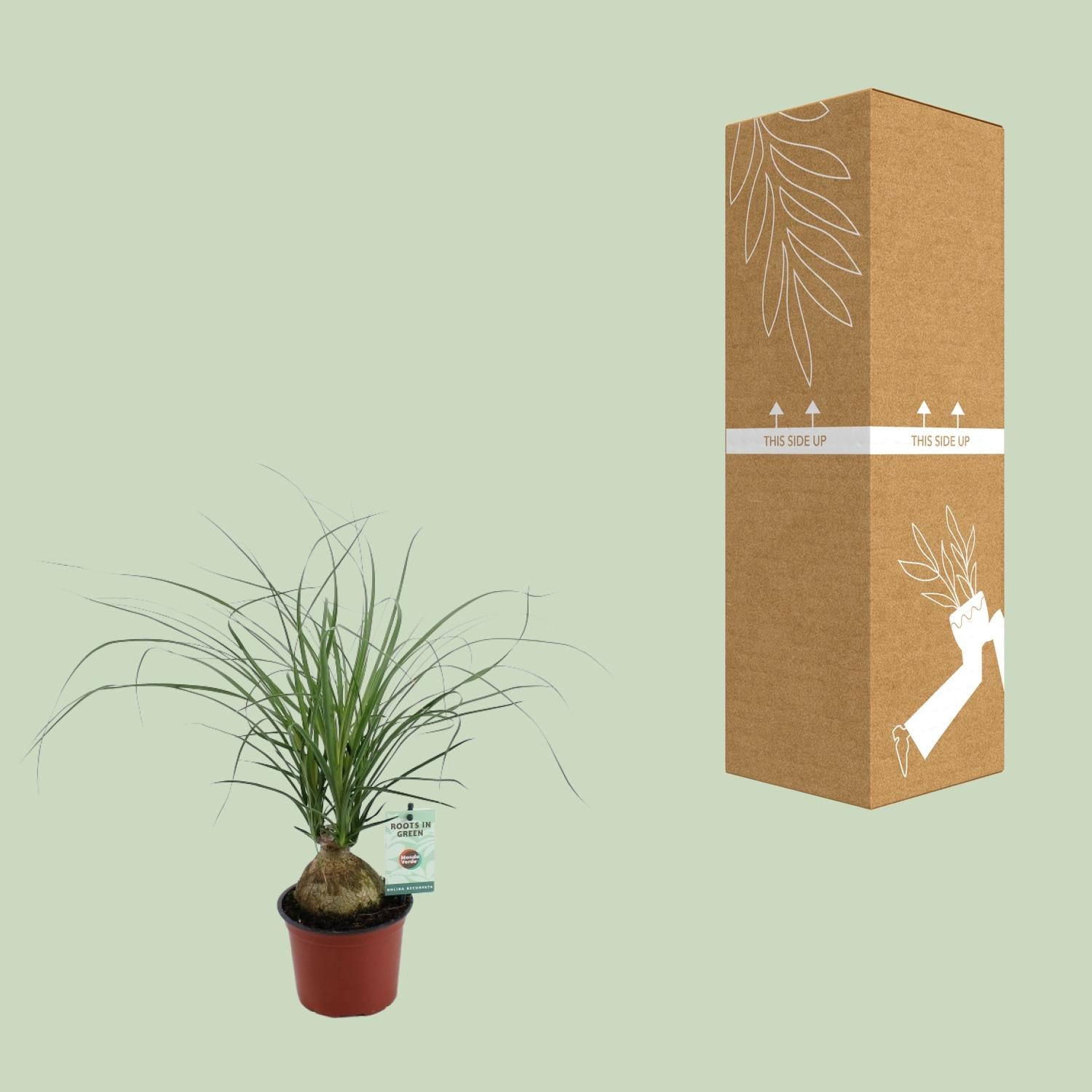 Beaucarnea Recurvata – Elefantenfuß - 12 cm Topf, 45 cm hoch