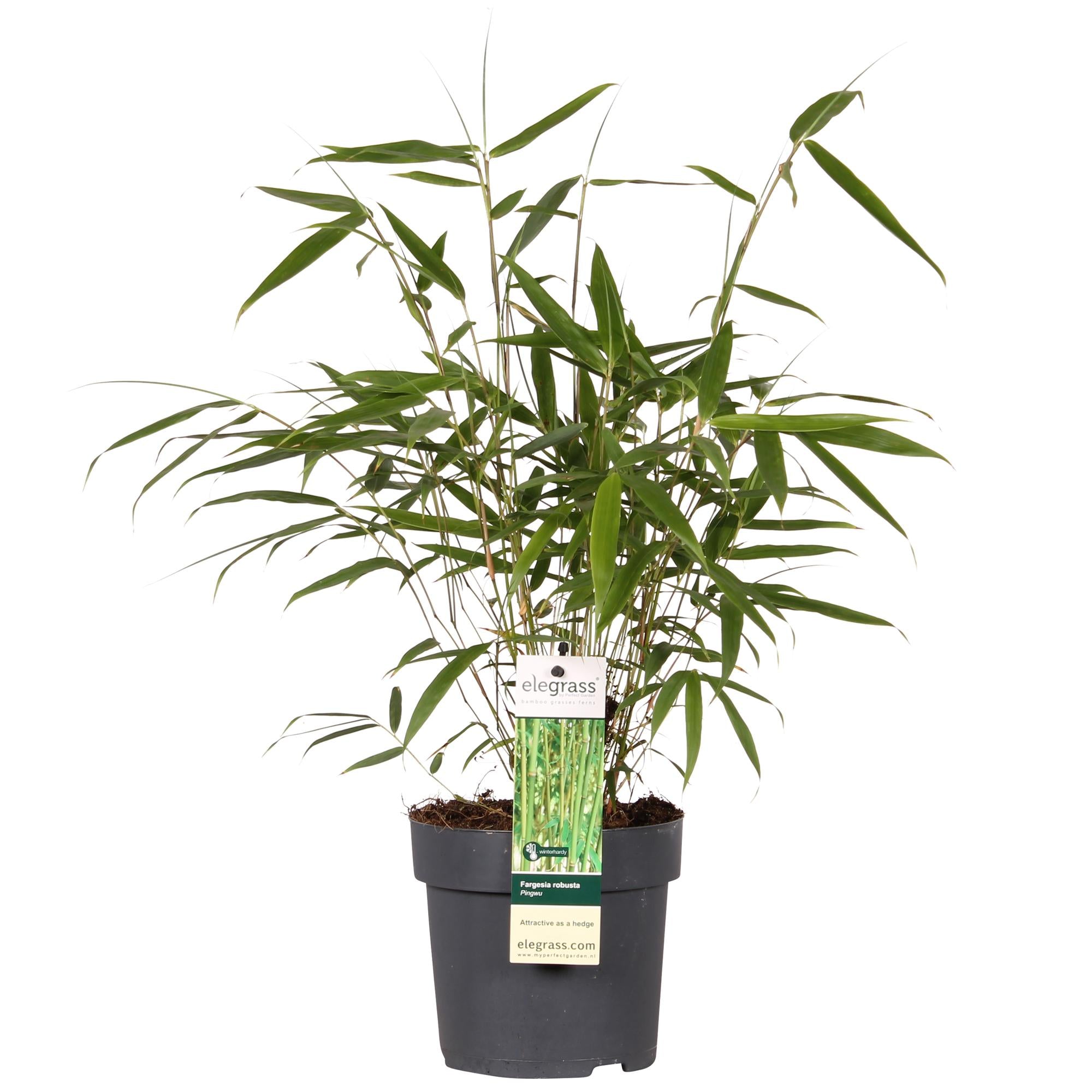 Bamboo 'Pingwu' – hardy Fargesia robusta, 14 cm pot, 40 cm tall