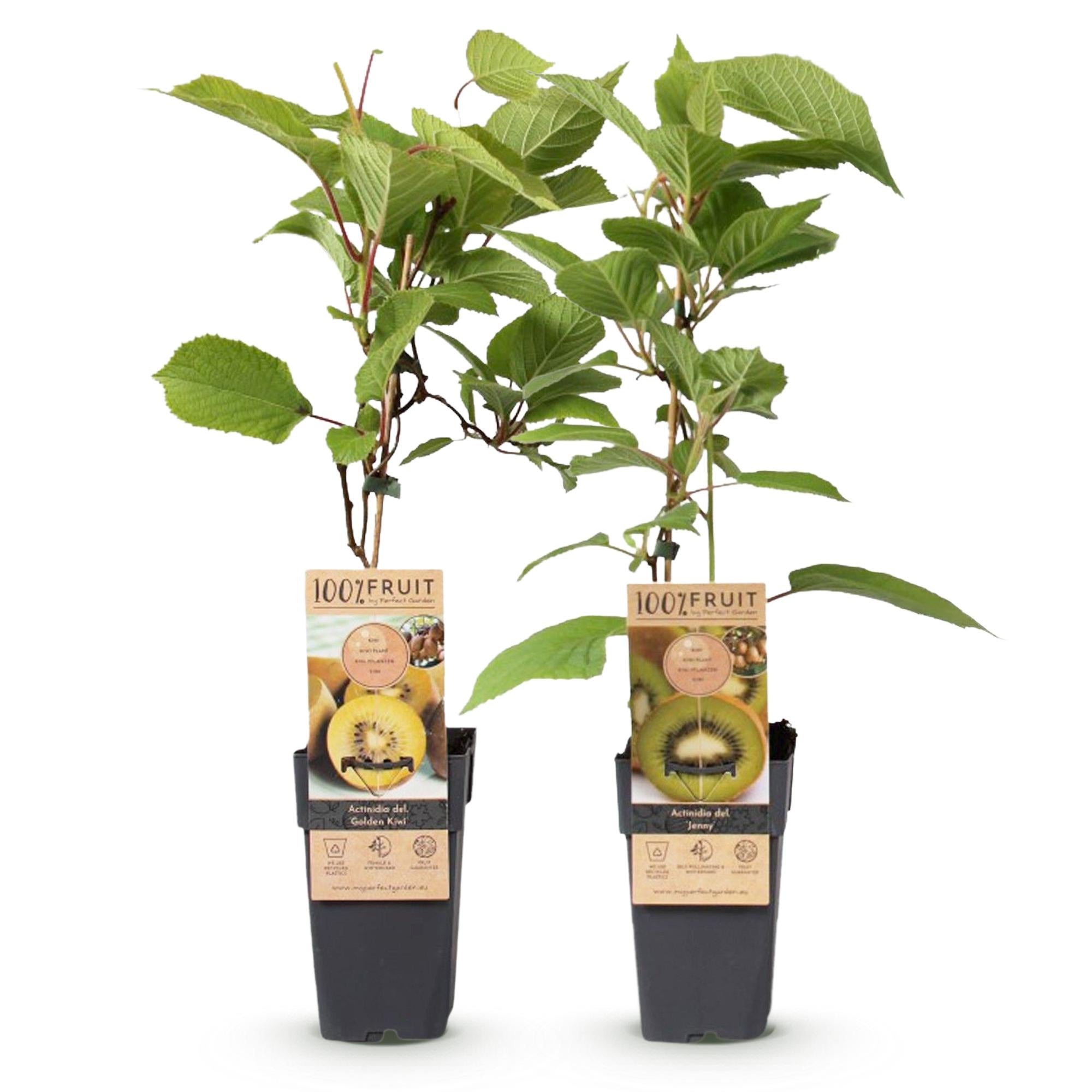 Kiwi plant set – Green 'Jenny' & Golden Kiwi, set of 2 in 15 cm pots (height approx. 50 cm)