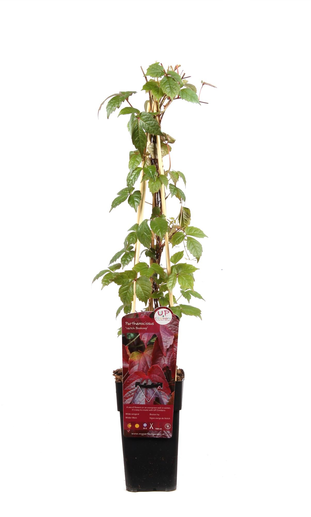 Virginia creeper 'Veitch Boskoop' – robust climbing plant, 15 cm pot, 65 cm tall