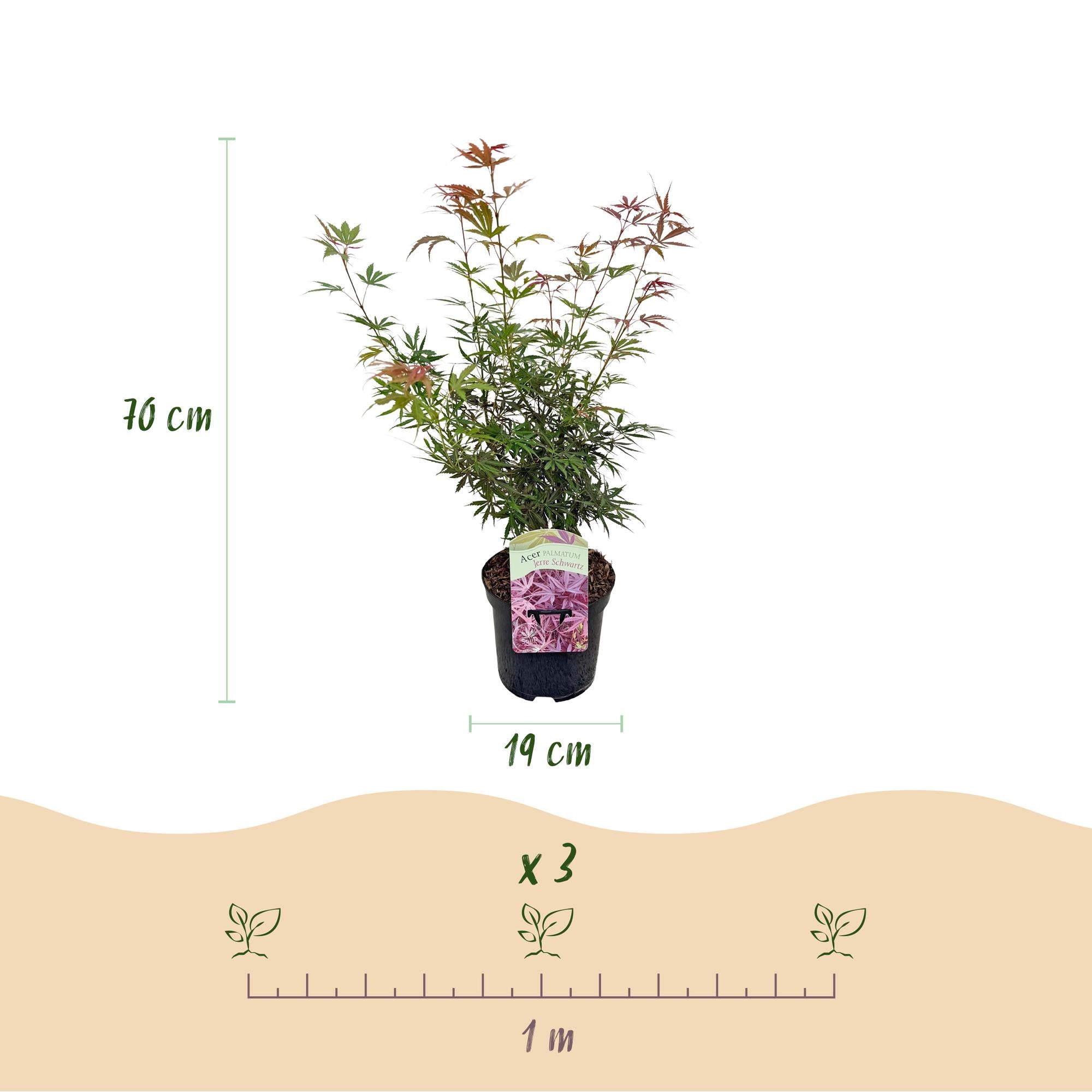 Japanischer Ahorn ‘Jerre Schwartz’ – kompakter Zierahorn, dunkelrotes Laub, 70 cm hoch