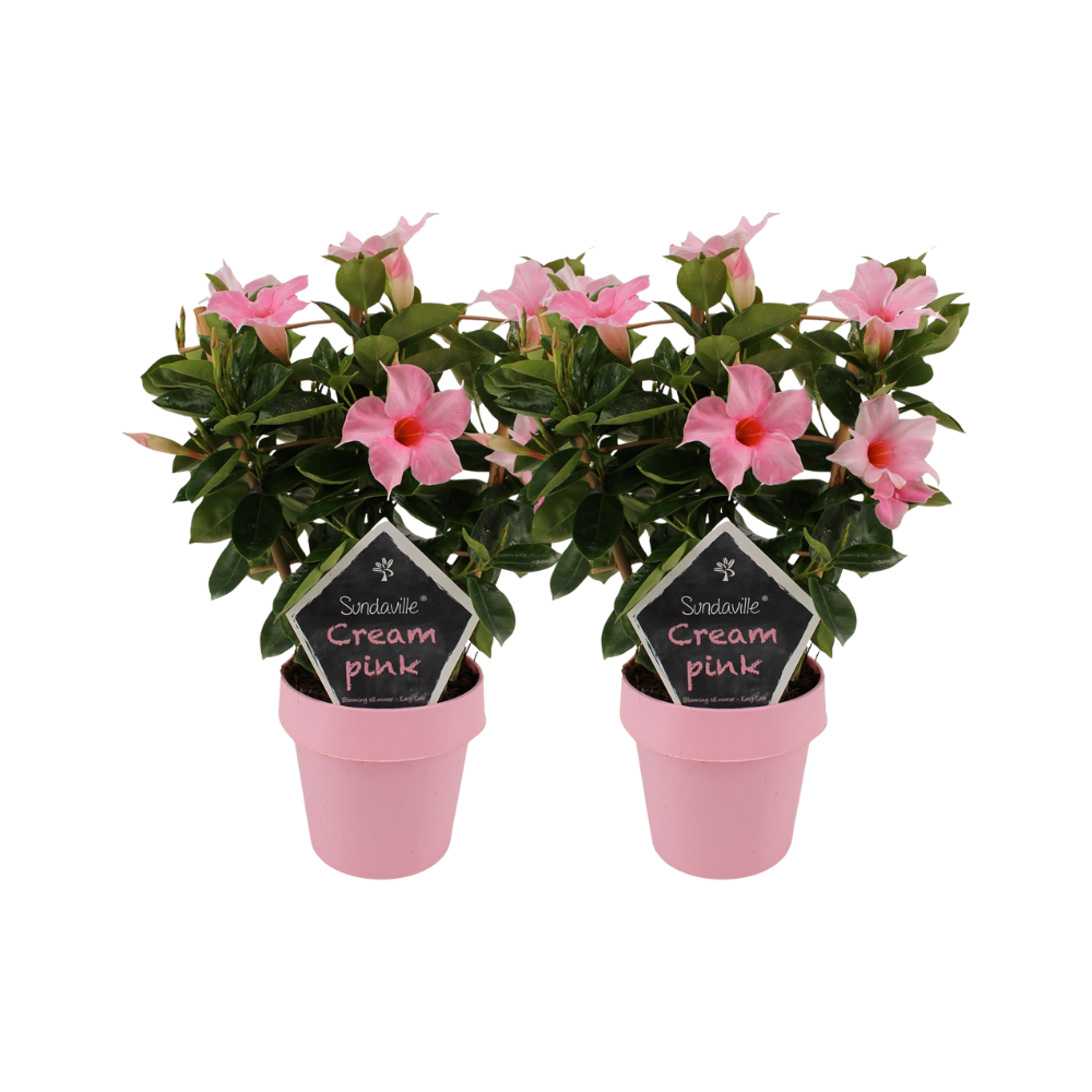 Mandevilla „Sundaville Cream Pink“ auf Gestell – 2 Stück, 14 cm Topf, 40 cm hoch