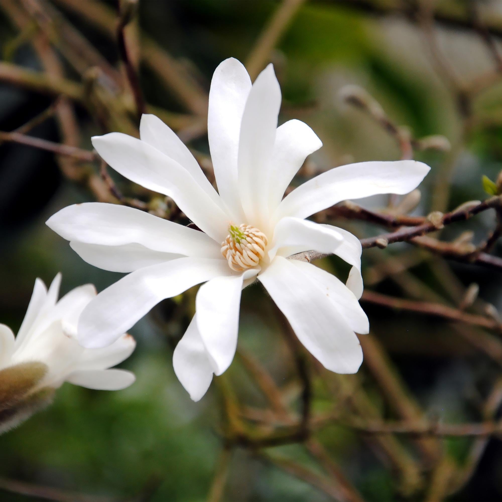 Magnolia stellata – arbusto ornamental de flores blancas, 1 planta, maceta de 17 cm, 45 cm de altura