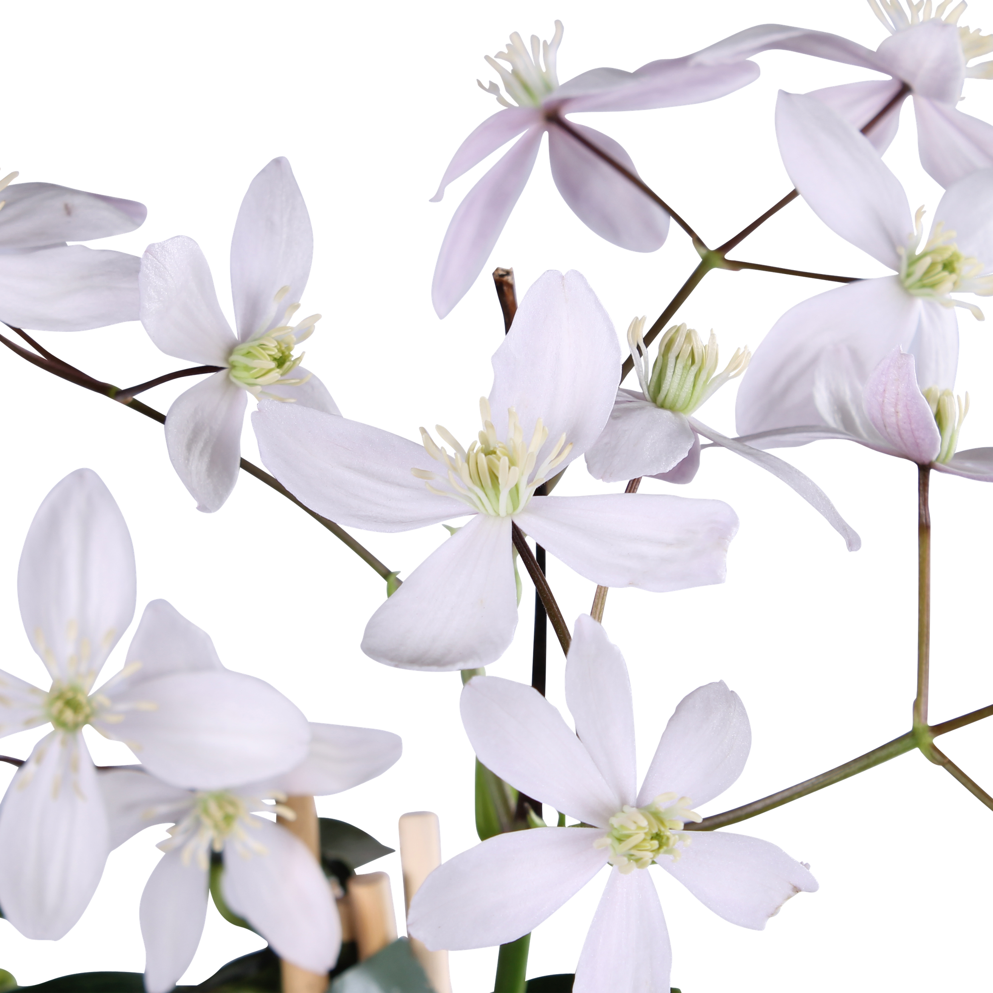 Clematis armandii ‘Apple Blossom’ – immergrüne, hellrosa Kletterpflanze, Topf 15 cm, Höhe 65 cm