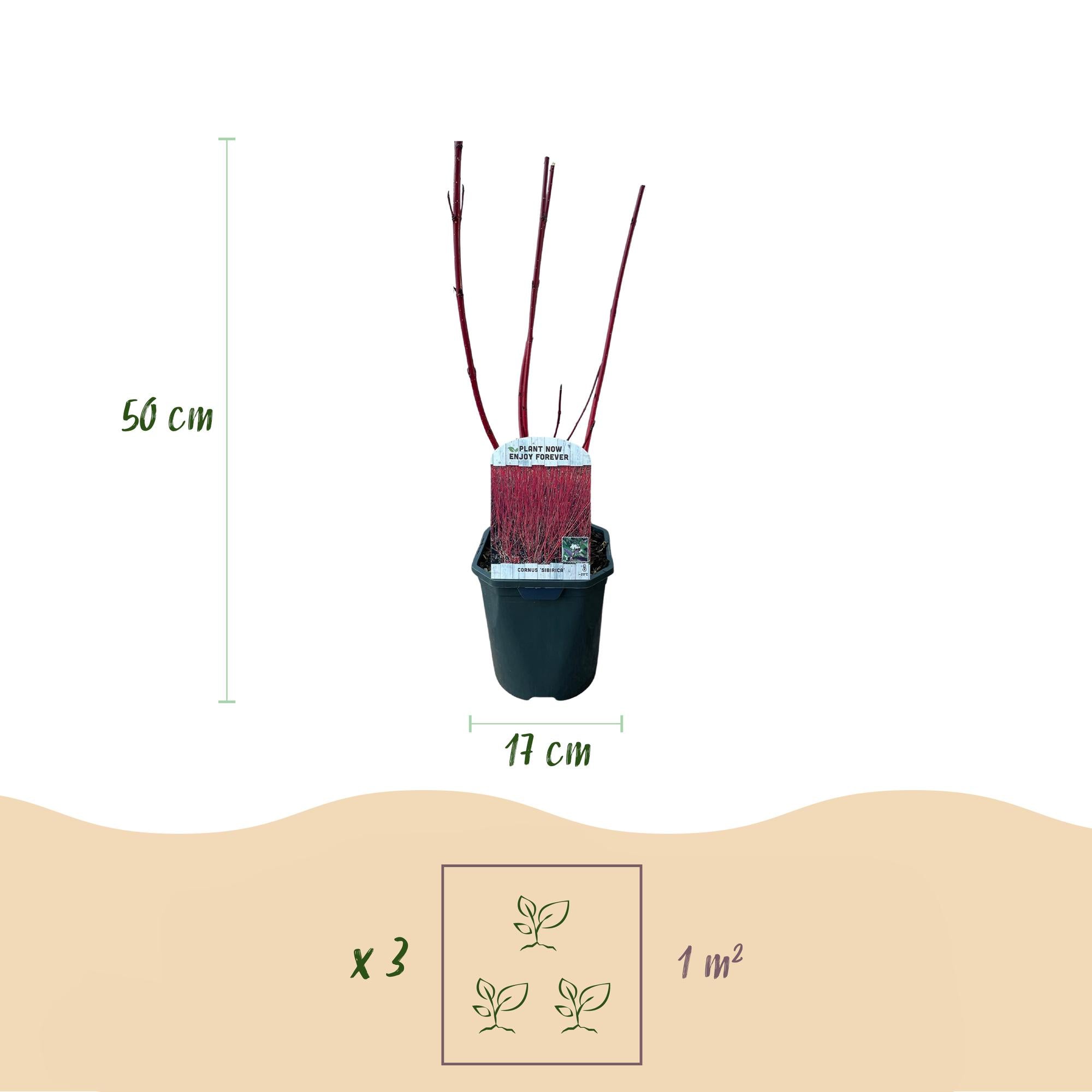 Cornus sibirica – arbusto ornamental de hoja caduca, ramas rojas, maceta de 17 cm, 45 cm