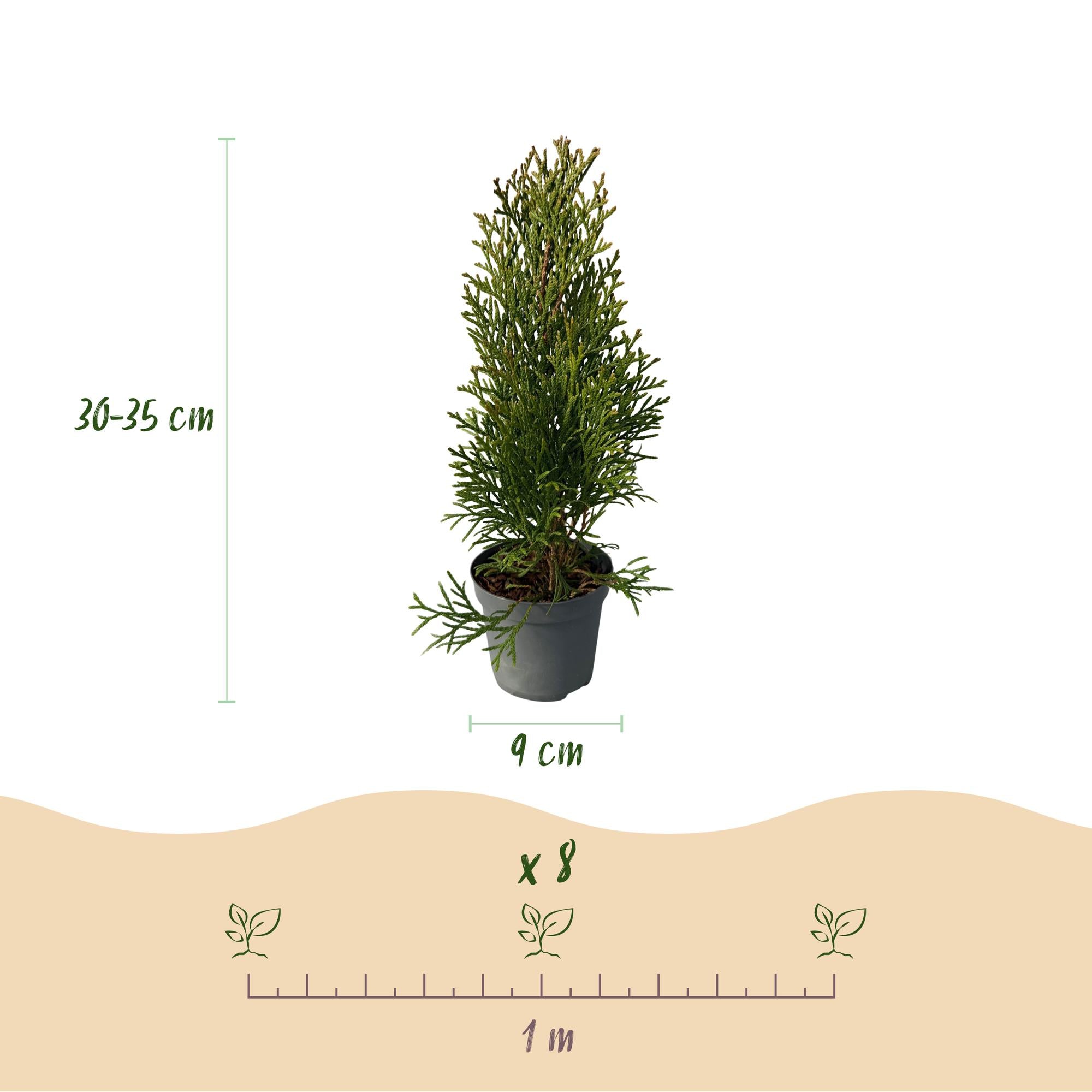 Tuja verde esmeralda (Thuja occidentalis): 8 plantas para un seto de 1 m, 30–35 cm de altura, maceta de 9 cm