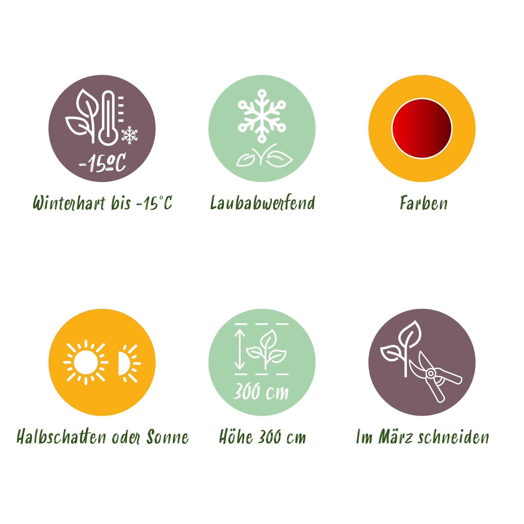 Japanese maple 'Sumi-nagashi' – red, deciduous, 19 cm pot, 70 cm tall