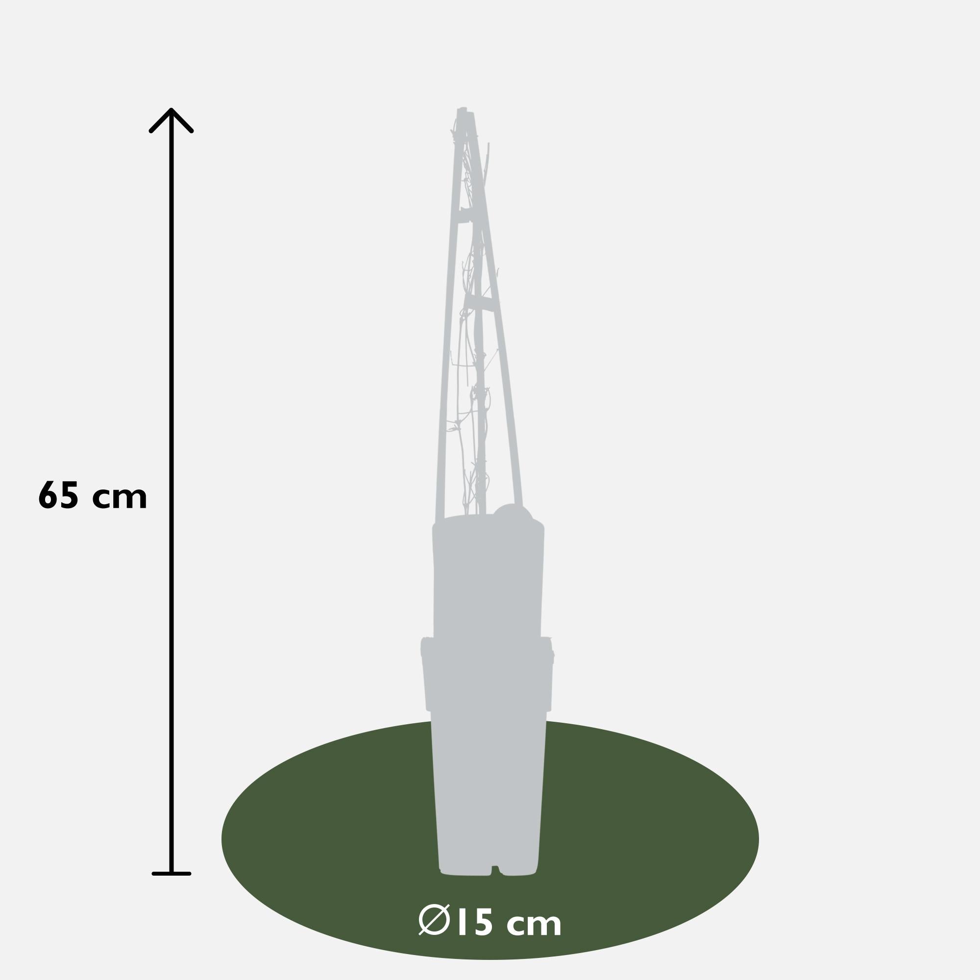 lematis ‘Miss Bateman’ – weiße Blüte, 15 cm Topf, 65 cm Höhe