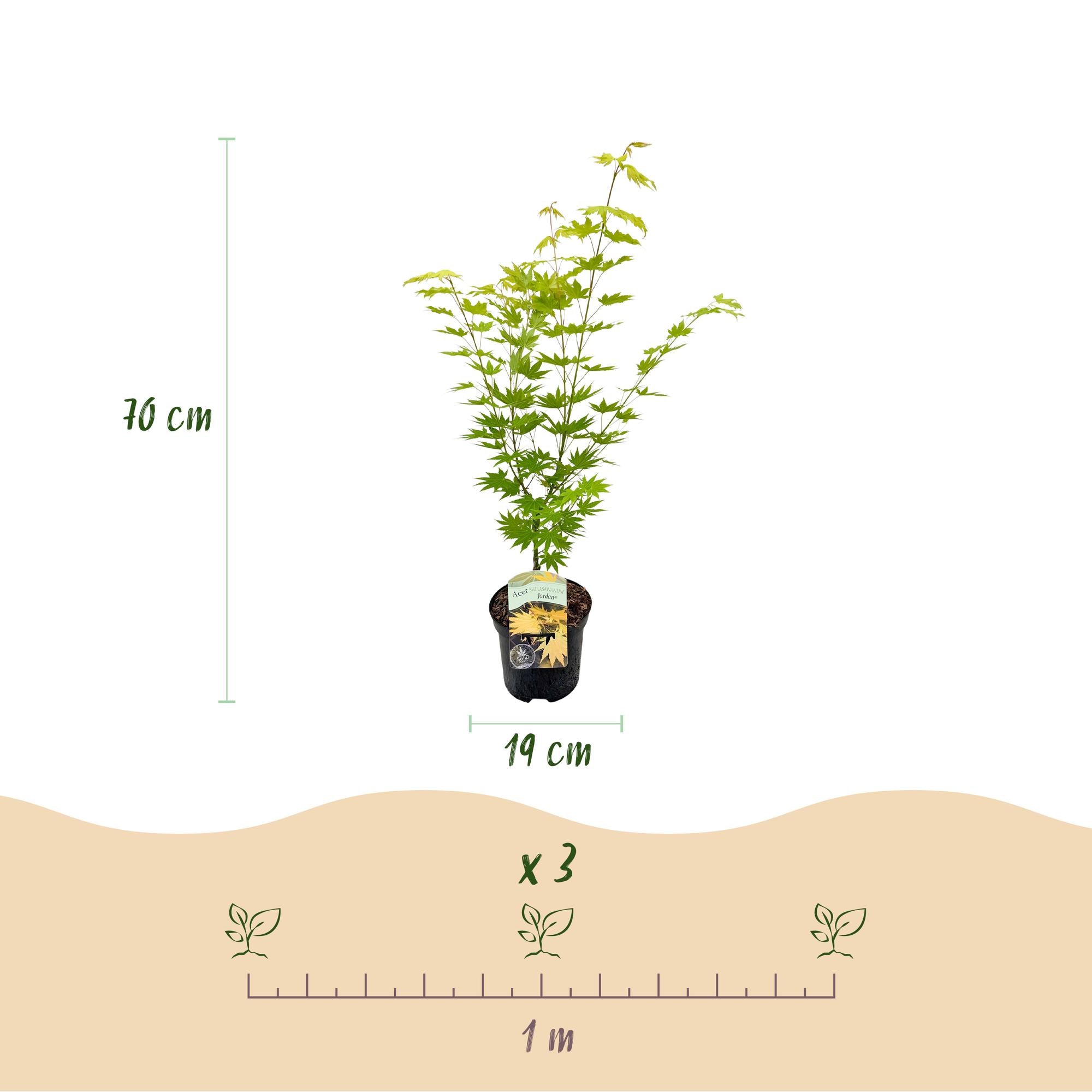 Acer Palmatum ‘Jordan’ – Japanischer Ahorn, laubabwerfend – 19 cm Topf, 70 cm hoch