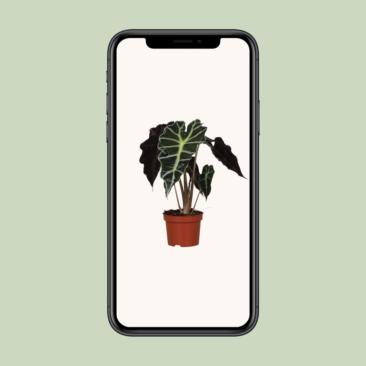 Alocasia Amazonica ‘Polly’ – Elefantenohr - 12 cm Topf, 30 cm hoch