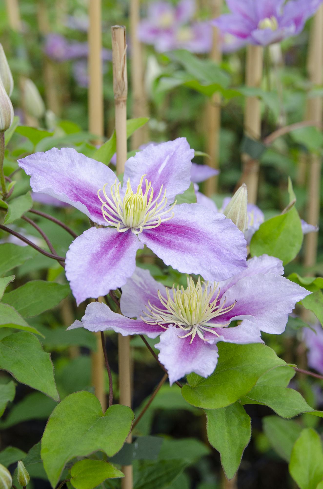 Clematis ‘Piilu’ – reichblühende Kletterpflanze mit rosa Blüten, 15 cm Topf, 65 cm