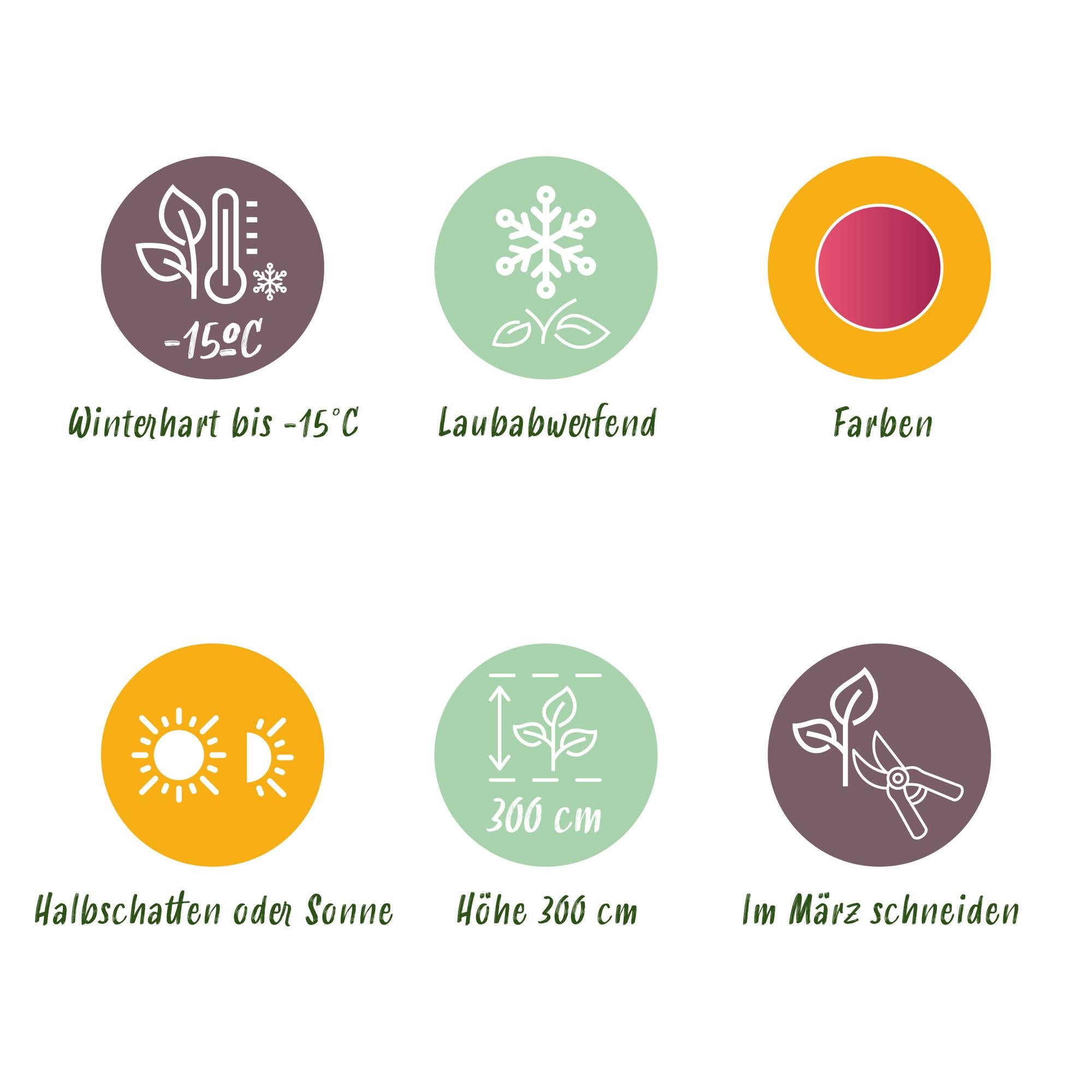 Acer Palmatum 'Iyoshi' – Japanese maple, deciduous – 19 cm pot, 70 cm tall