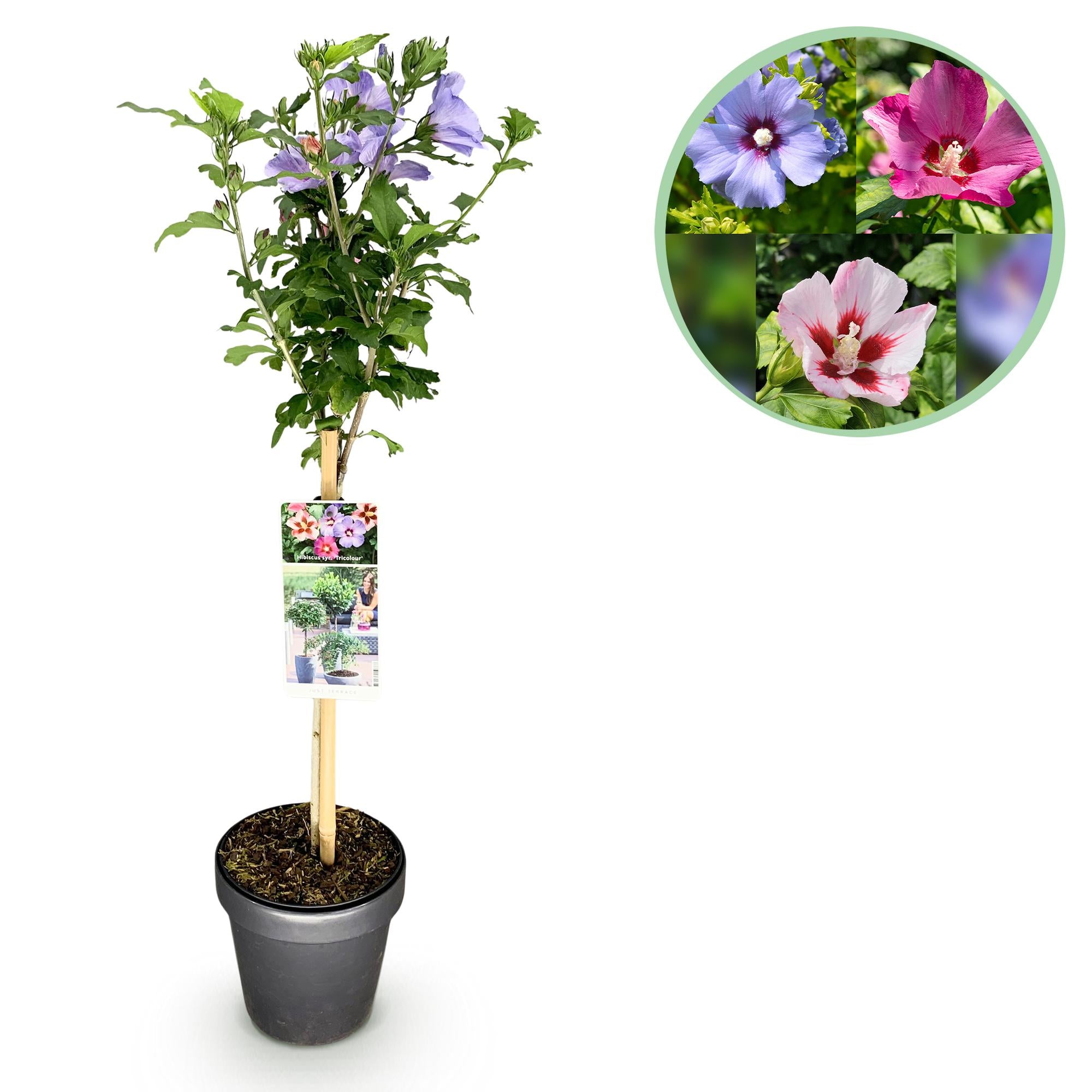 Hibiscus syriacus 'Tricolor' – árbol estándar para patio y jardín, maceta de 19 cm, 90 cm de altura
