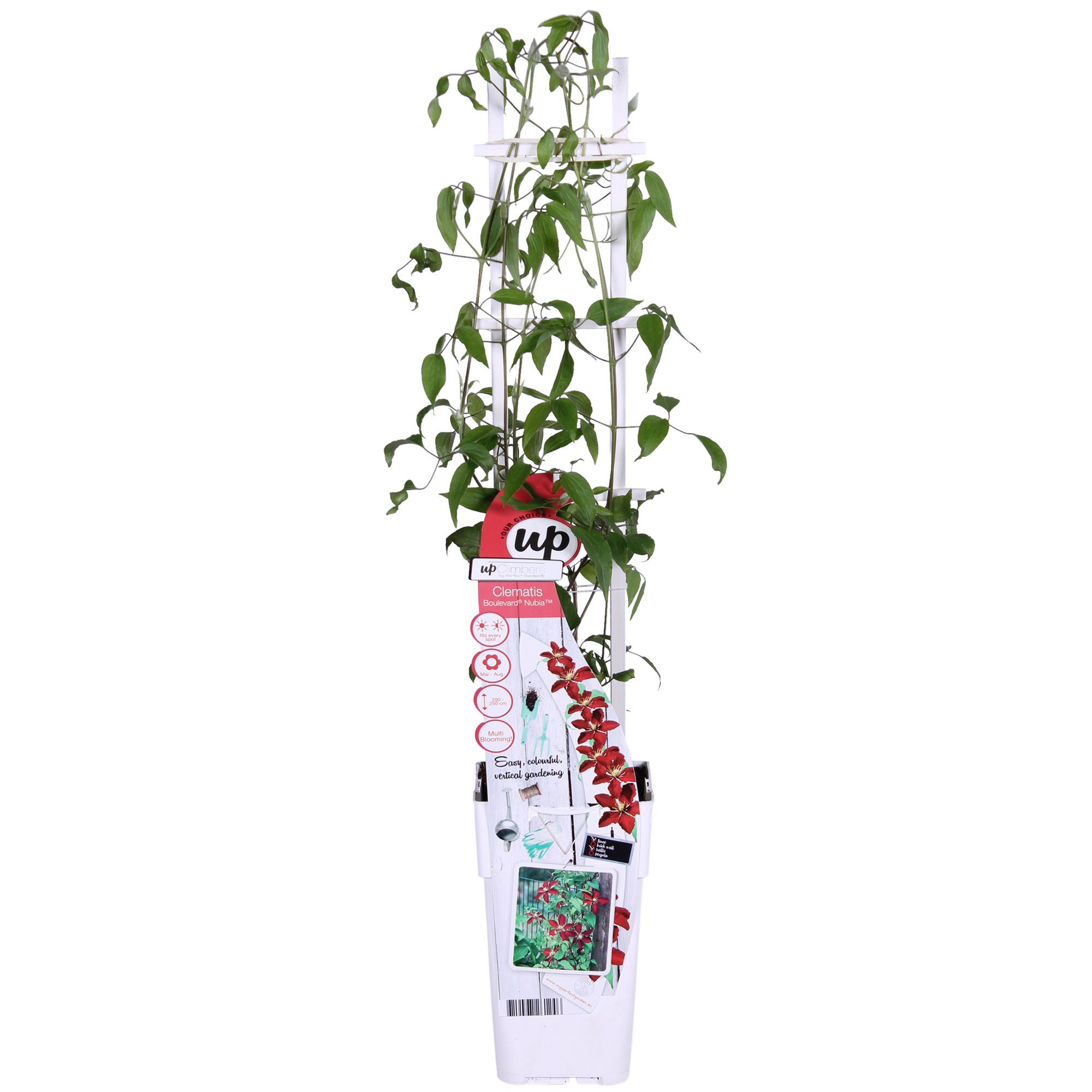 Clematis'Nubia' (Evison-Serie) –rotblühende Clematis, Ø15 cm, 65 cm hoch