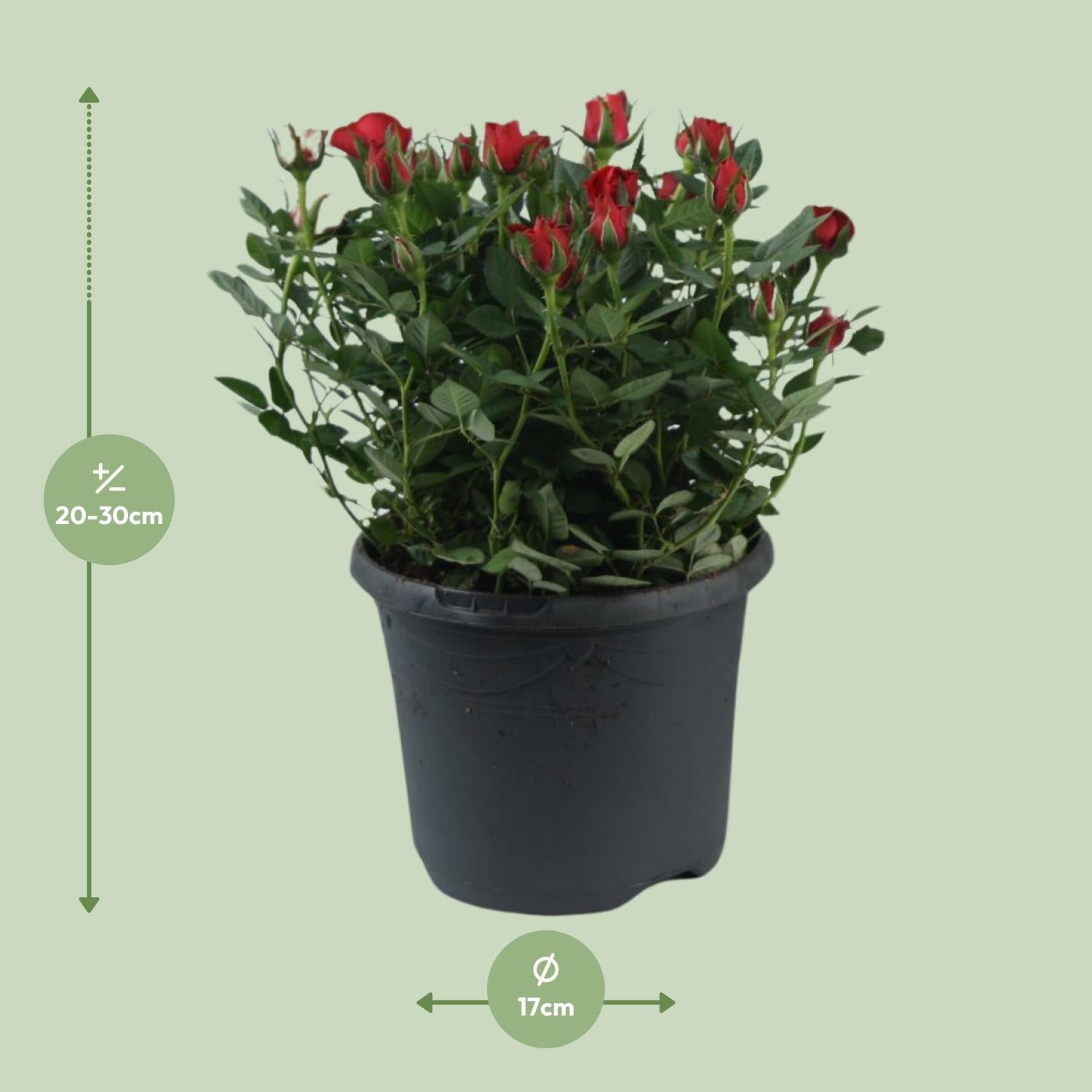 'Jewel Patio Hot' rose – abundant flowering, 17 cm pot, 30 cm tall