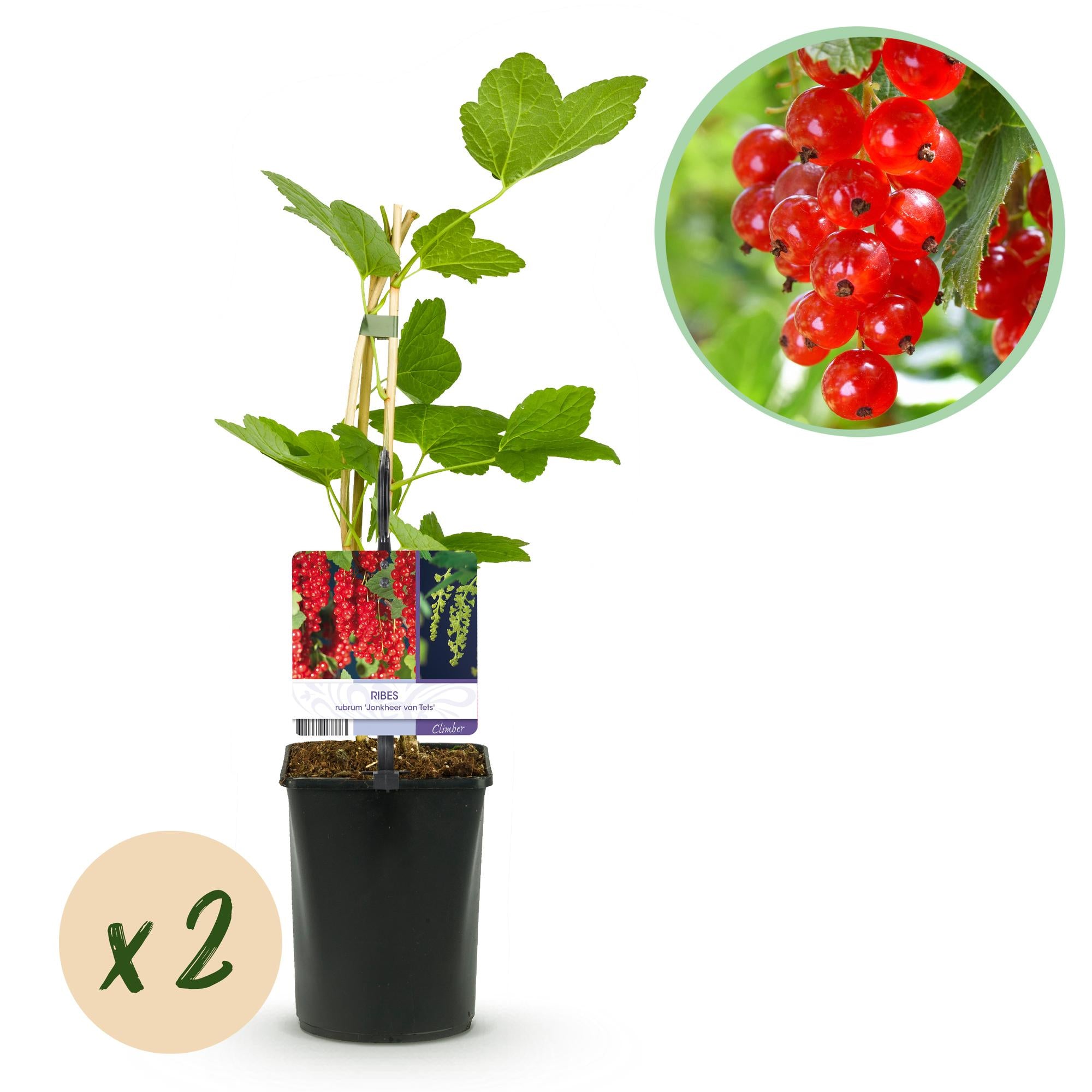 Rote Johannisbeere (Ribes rubrum) – 2 Pflanzen, ca. 40 cm, Topf Ø 11 cm