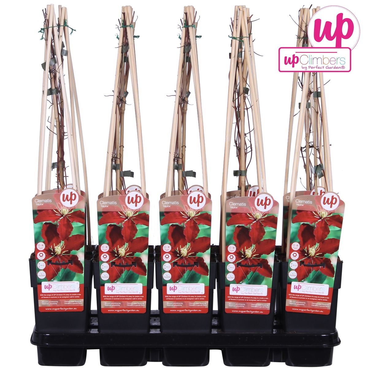 Clematis 'Niobe' – large-flowered, summer-flowering variety, 15 cm pot, 65 cm height