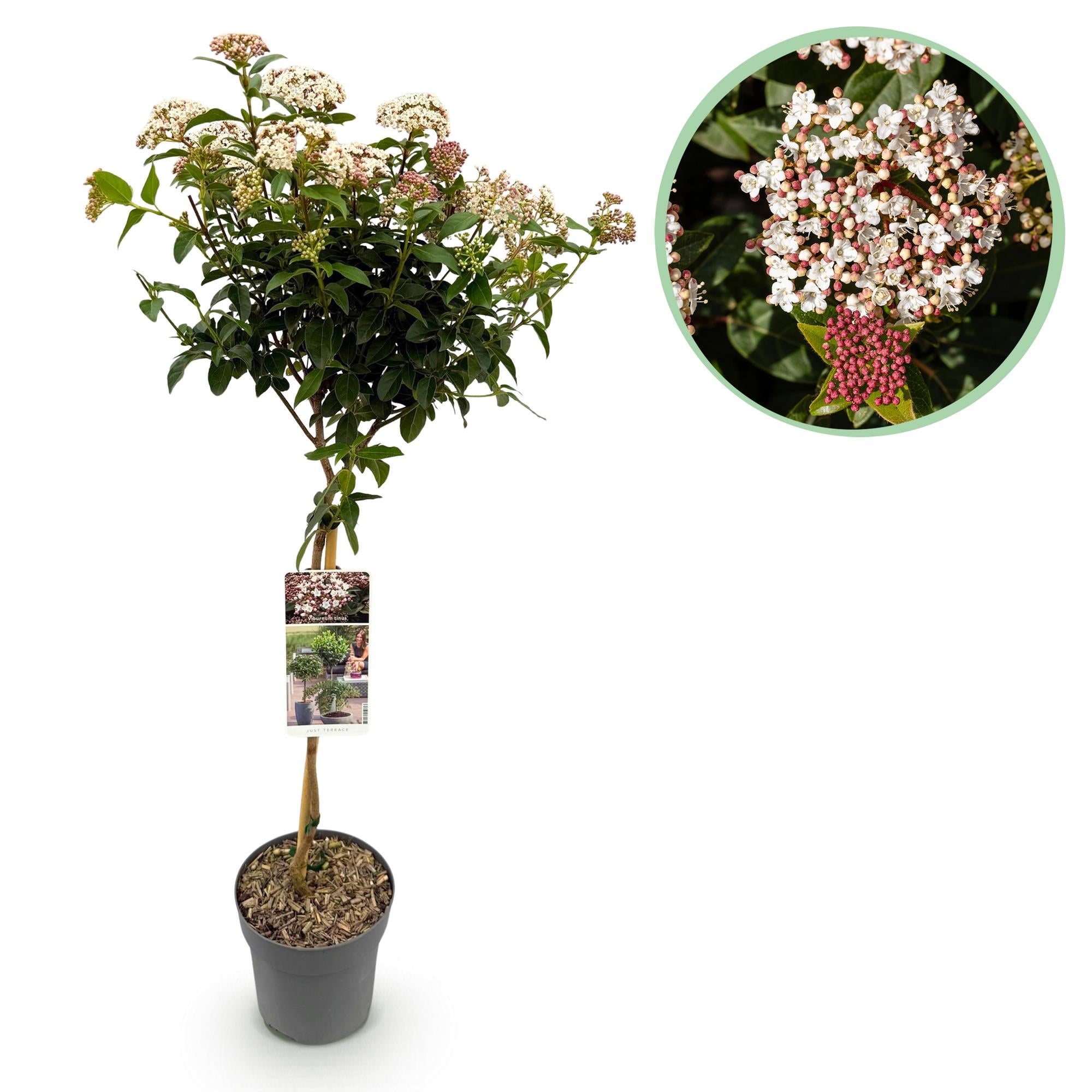 Viburnum tinus, planta perenne, flores blanco-rosadas, maceta de 19 cm, altura 90 cm.