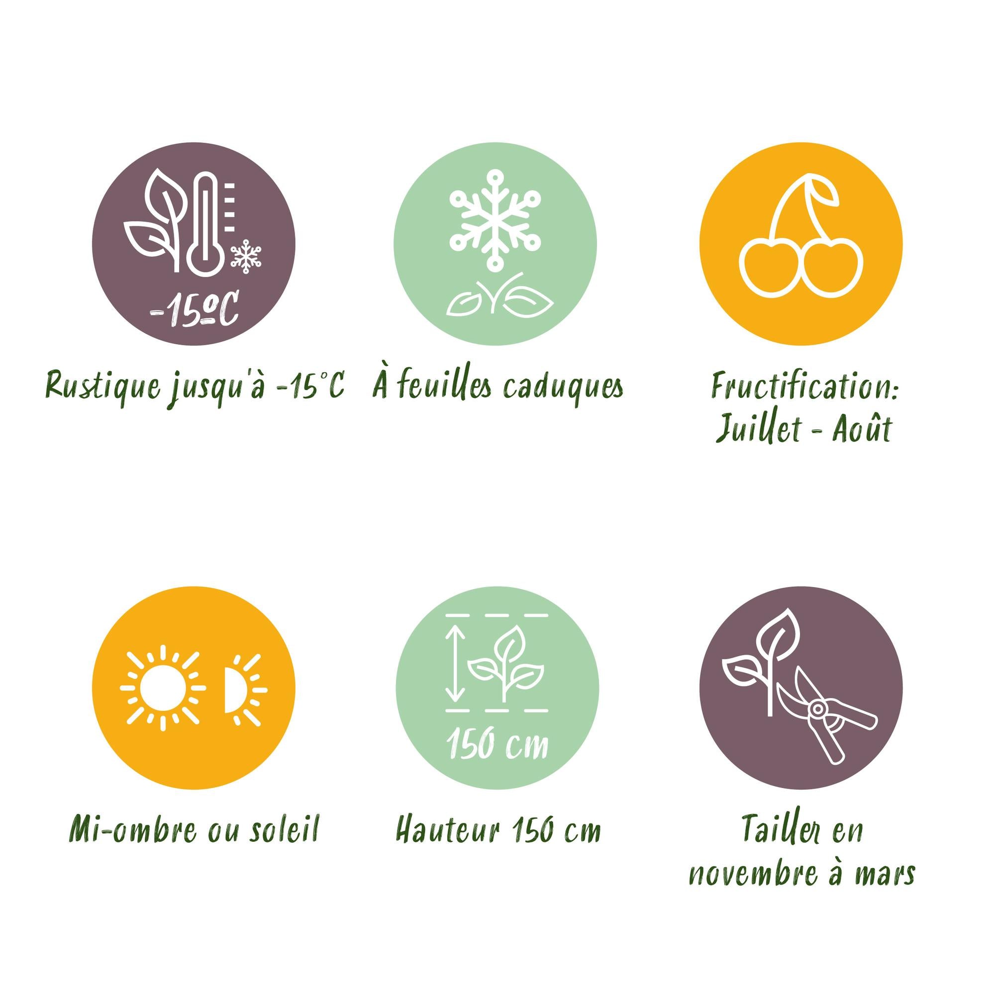 Thornless blackberry “Triple Crown” – 2 plants, 11 cm pot, approx. 40 cm