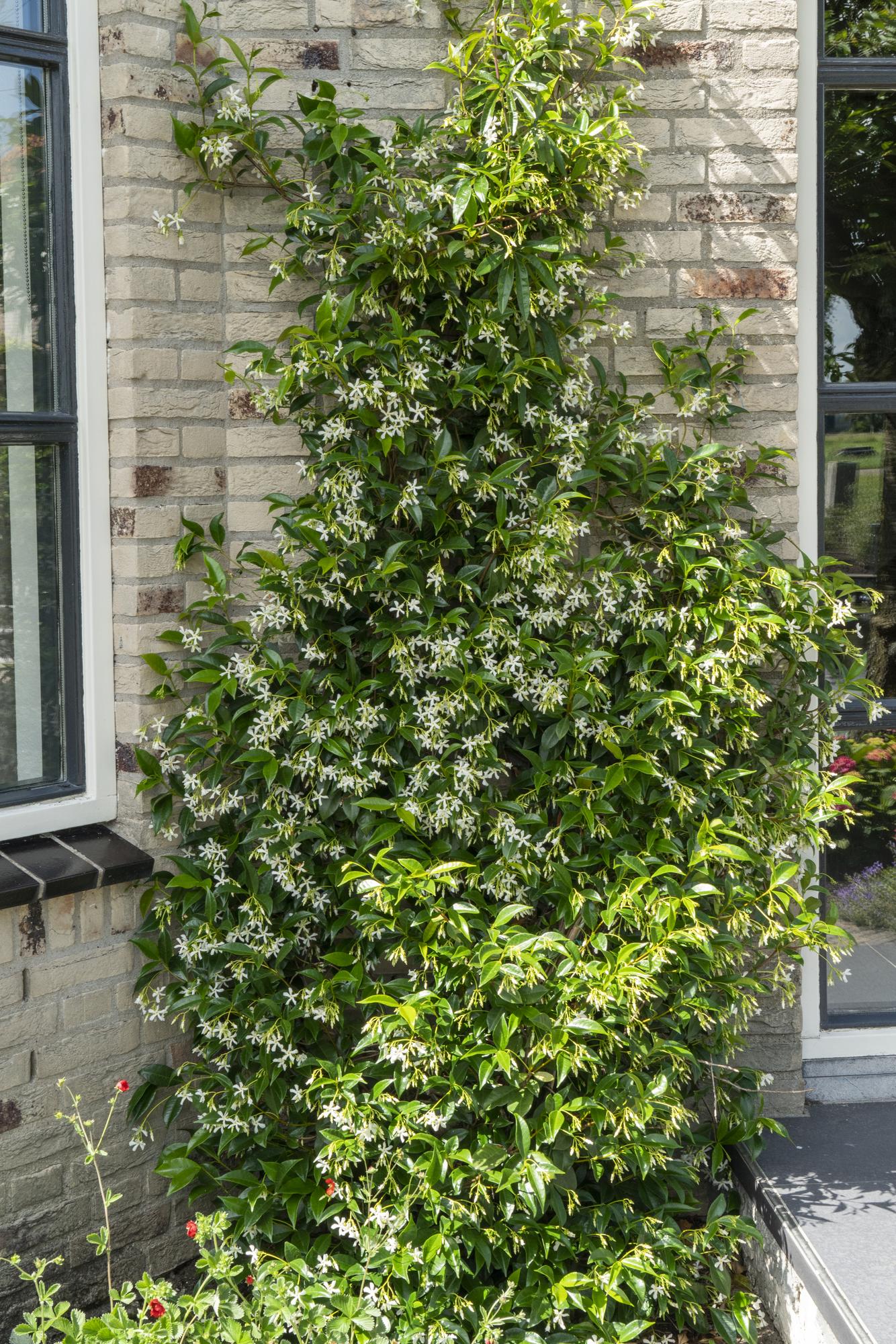 Trachelospermum ‘Star of Venice’ – immergrüner Jasmin, weiße Blüten, 15 cm Topf, 65 cm hoch
