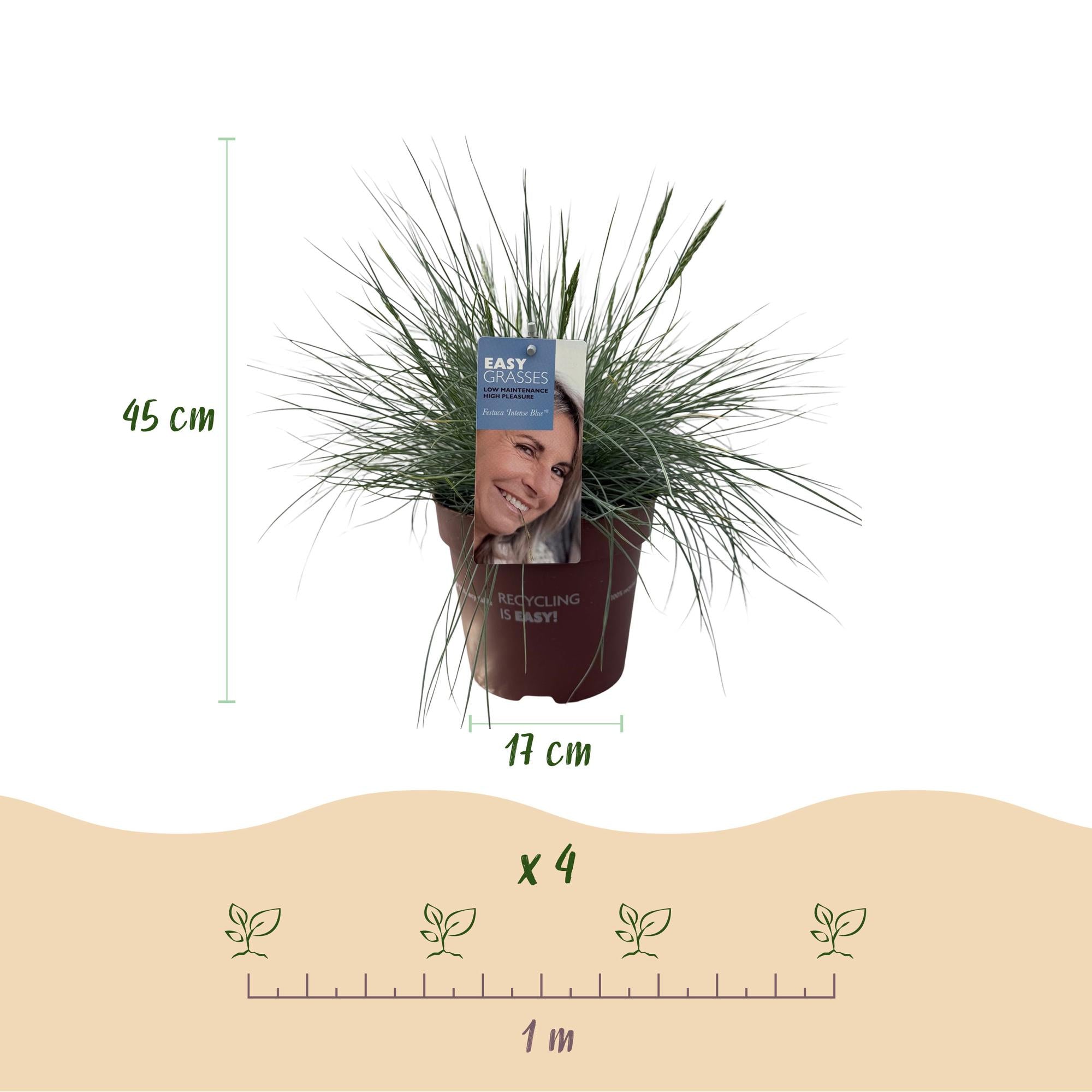 Festuca azul 'Intense Blue' (Festuca glauca) – perenne, maceta de 17 cm, 50 cm de altura