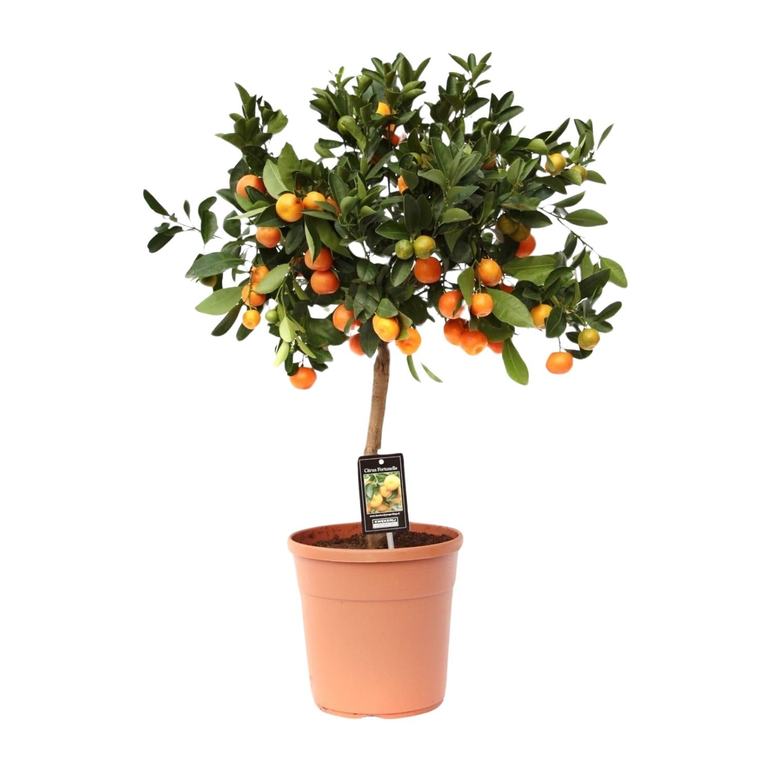 Calamondinonaranja (Citrus calamondin) – 40–80 cm