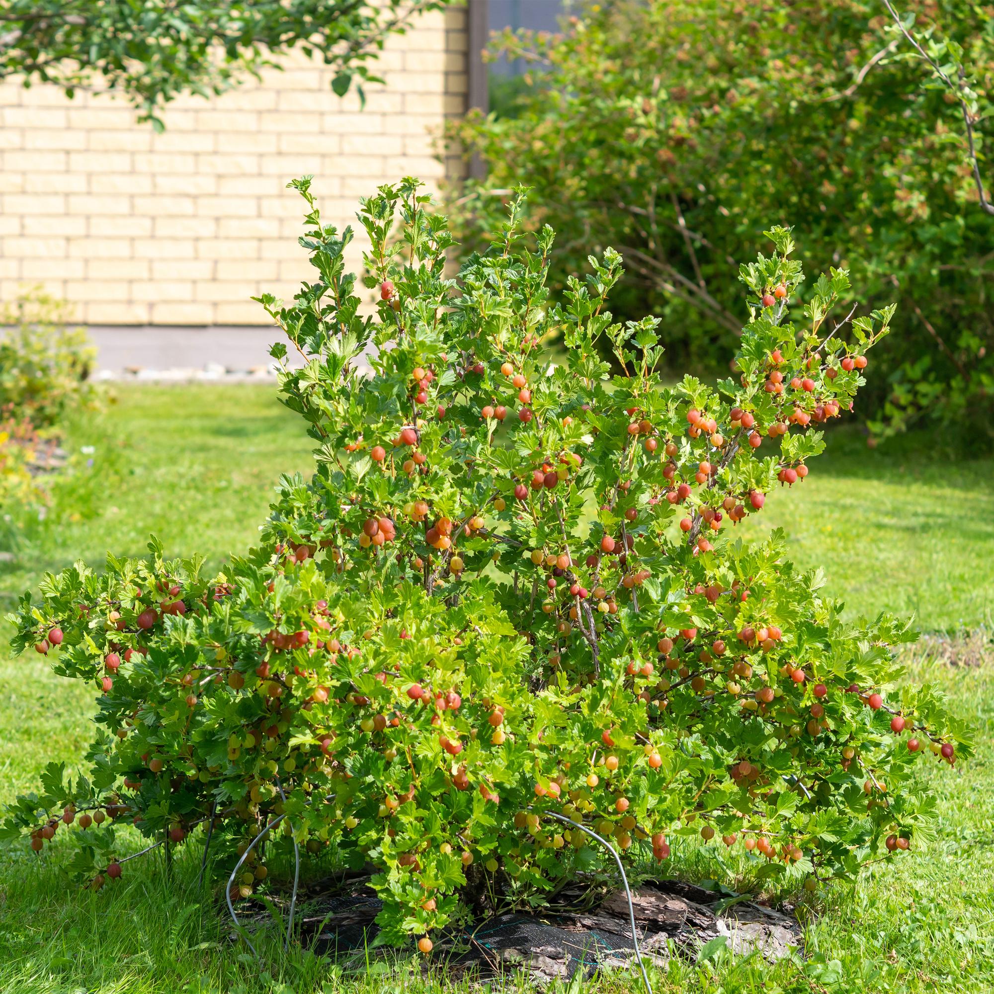 Rote Stachelbeere „Hinnomäki Röd“ – 2 Pflanzen im 11 cm Topf (ca. 40 cm)