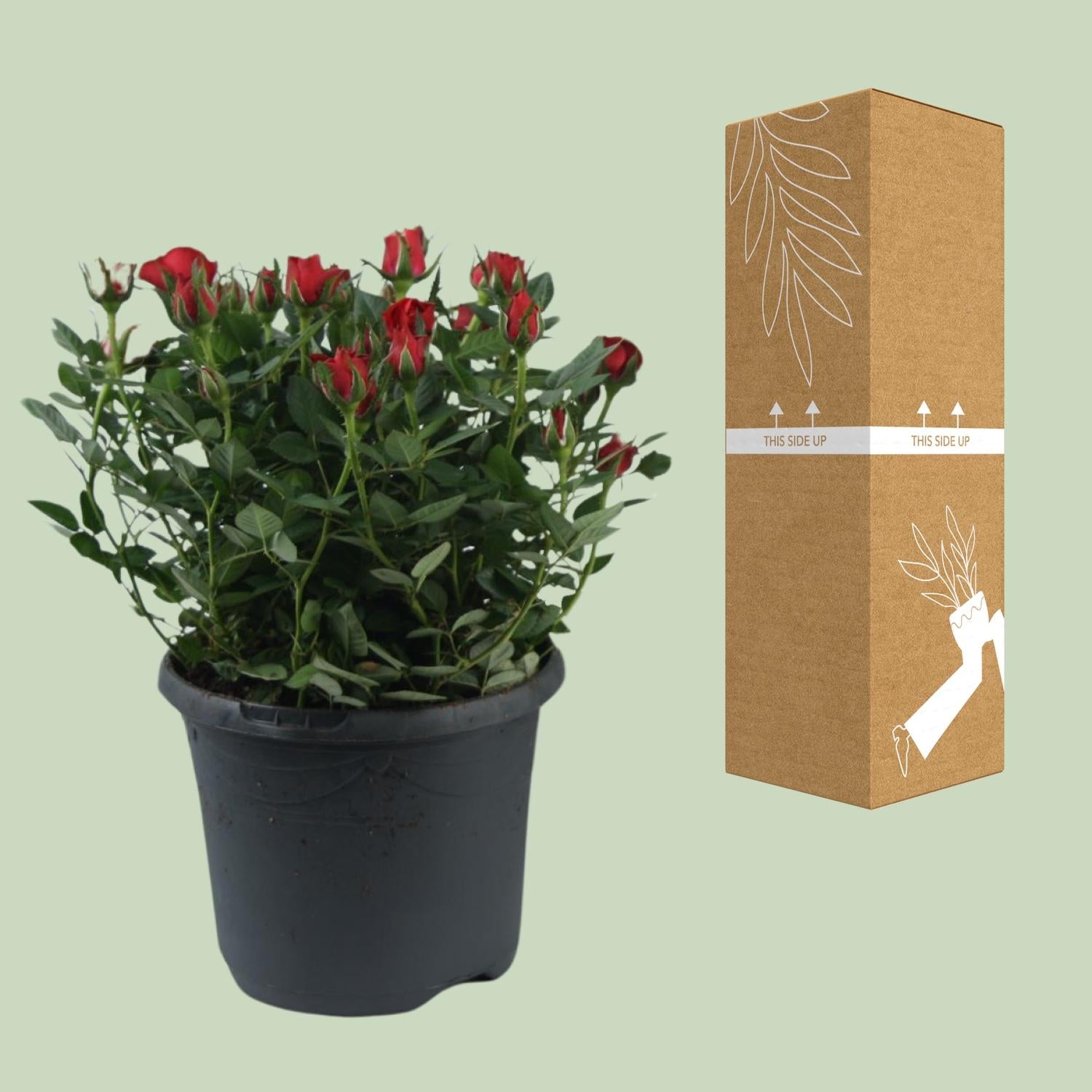 Beetrose ‘Jewel Patio Hot’ – reichblühend, 17 cm Topf, 30 cm hoch