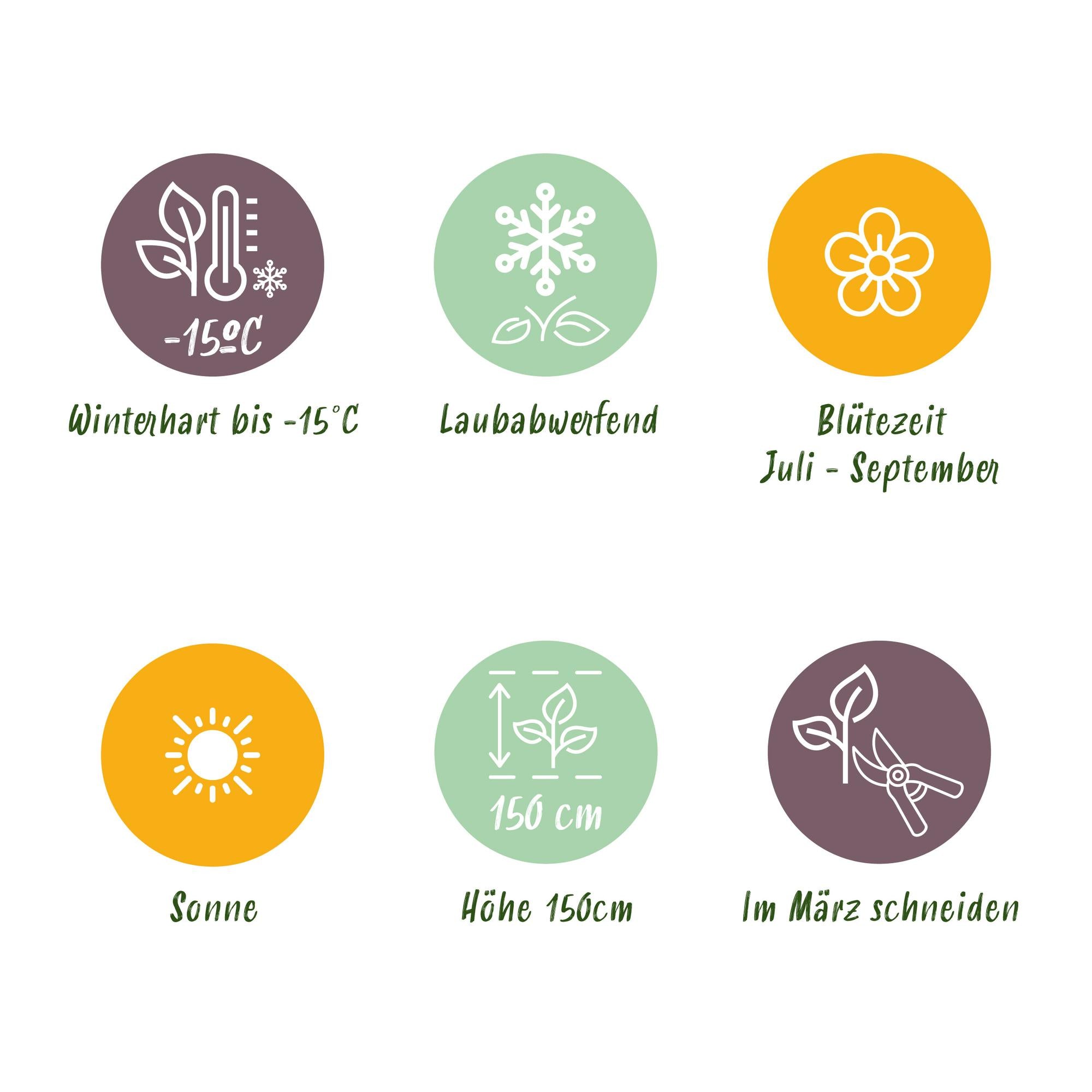 Hibiskus-Stamm ‘Magenta Chiffon’® – winterharte Terrassenpflanze, 19 cm Topf, 90 cm hoch