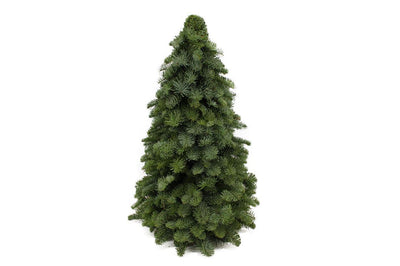 Abeto Nobilis – mini árbol de Navidad, 30–60 cm