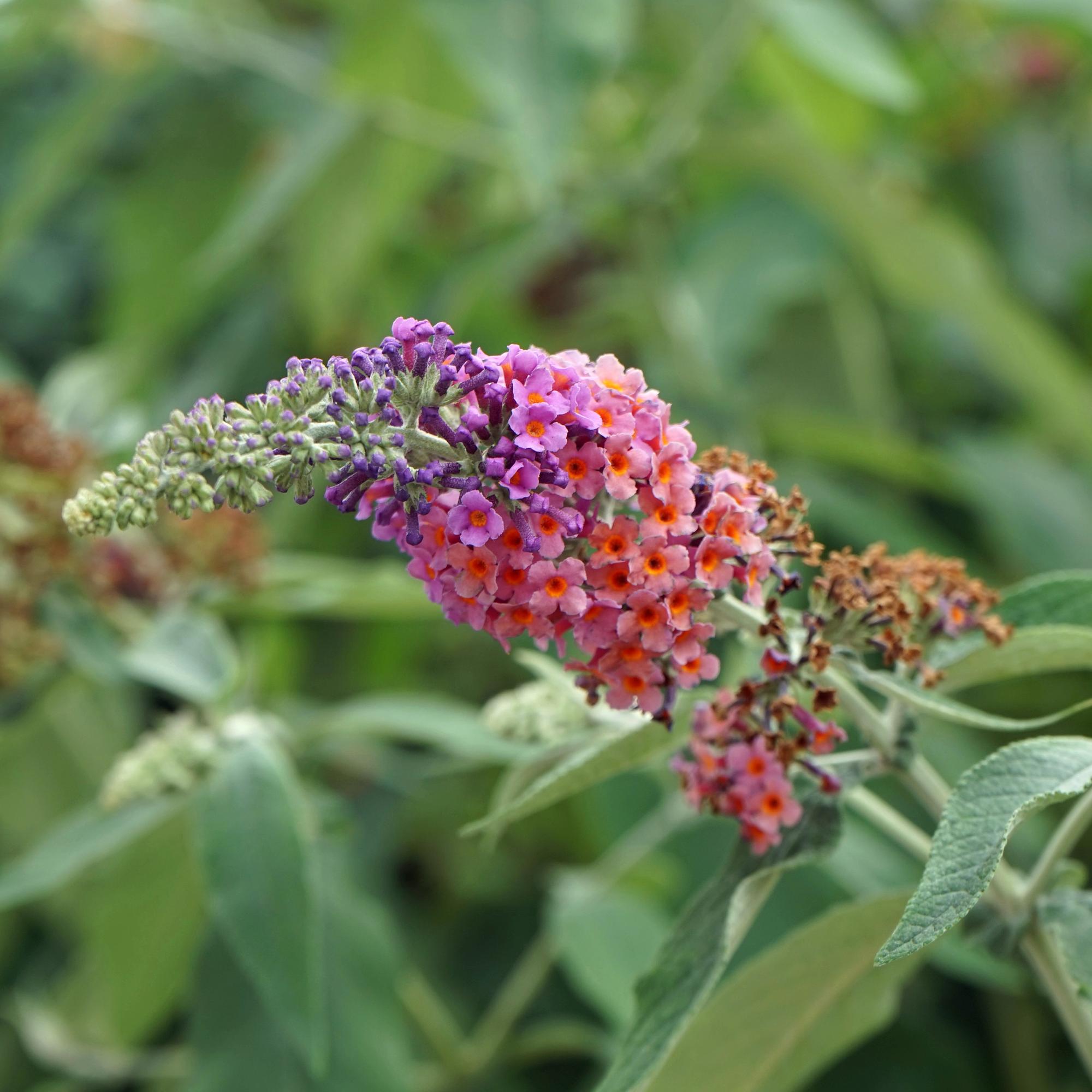 Buddleja davidii ‘Flower Power’ – laubabwerfender Schmetterlingsstrauch, 17 cm Topf, 30 cm Höhe