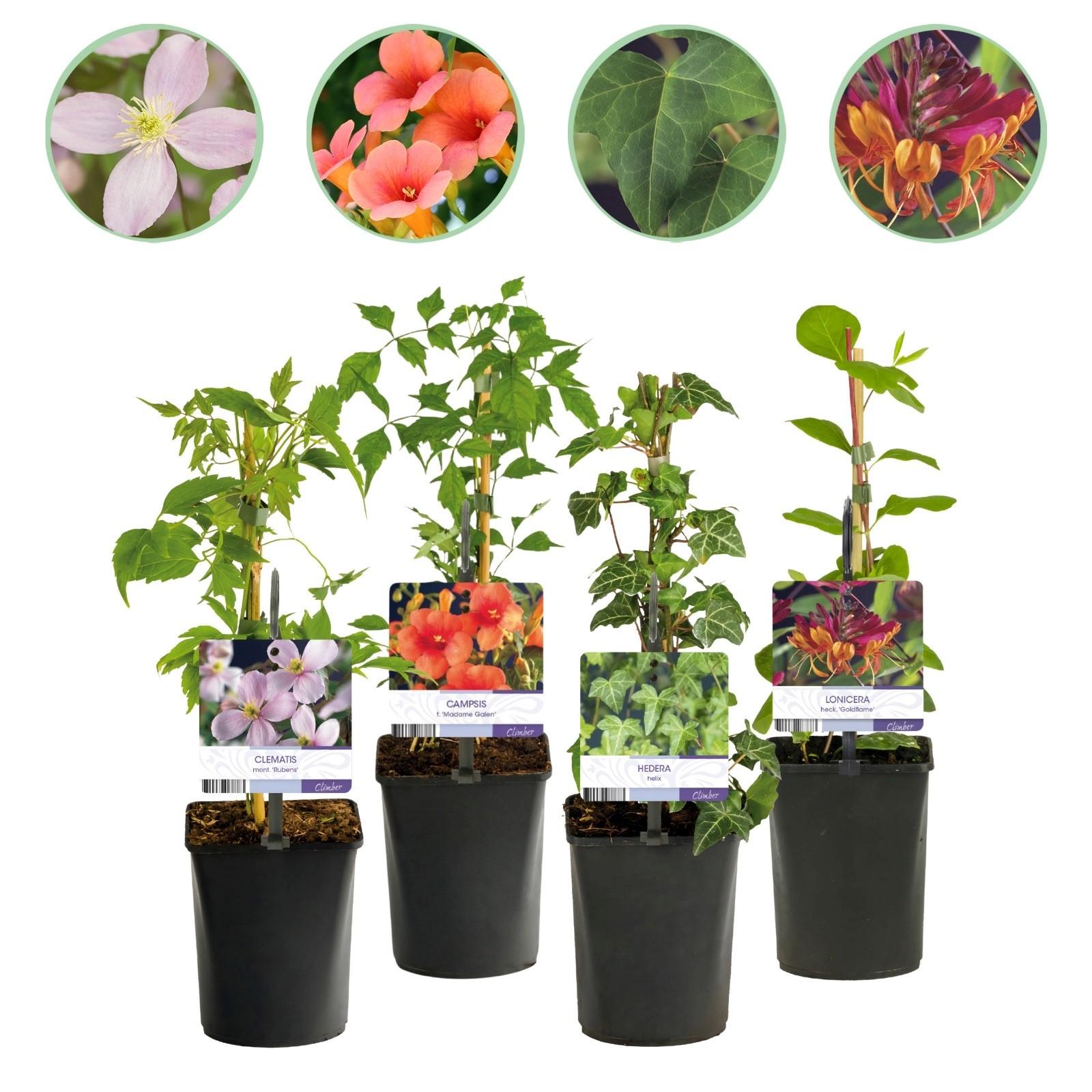 Rainbow climbing plants – 4 colorful varieties for garden & terrace, 11 cm pot, 40 cm high