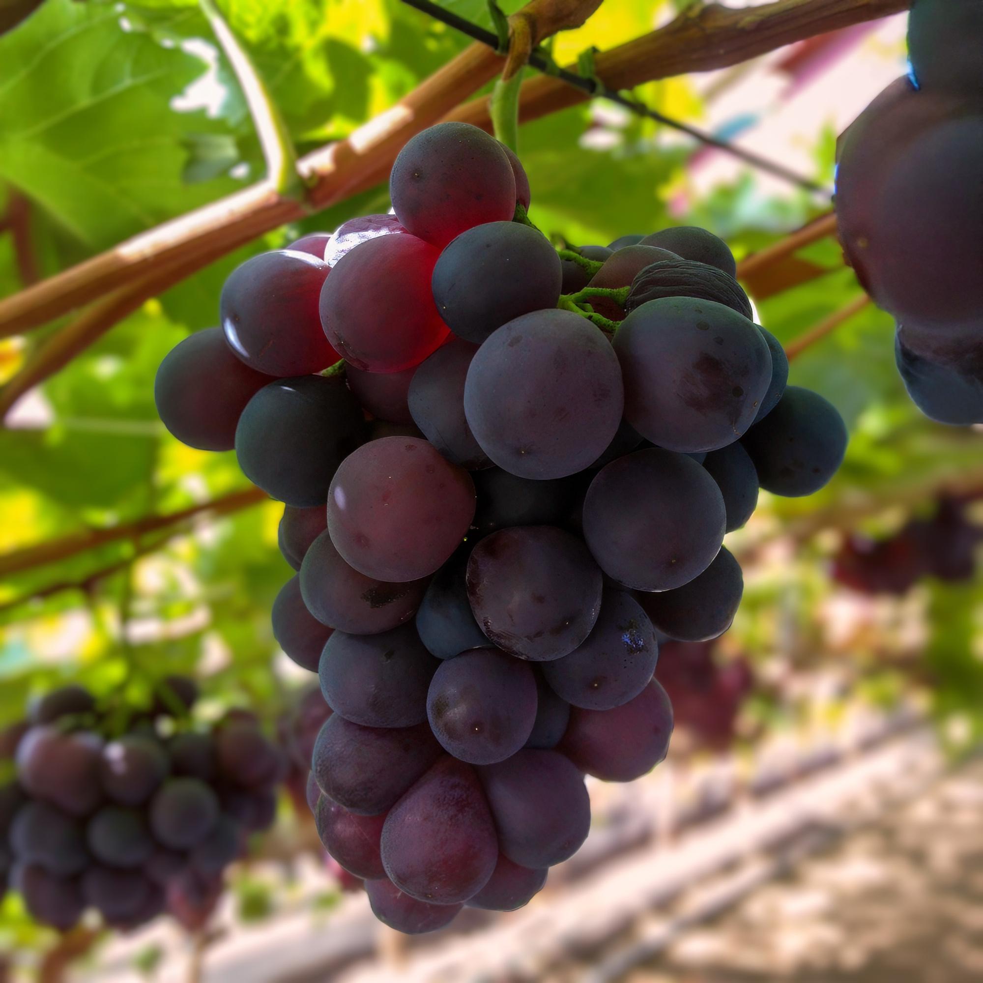 Uva sin semillas 'Vanessa' – Vitis vinifera, 2 plantas, maceta de 15 cm, altura 50 cm