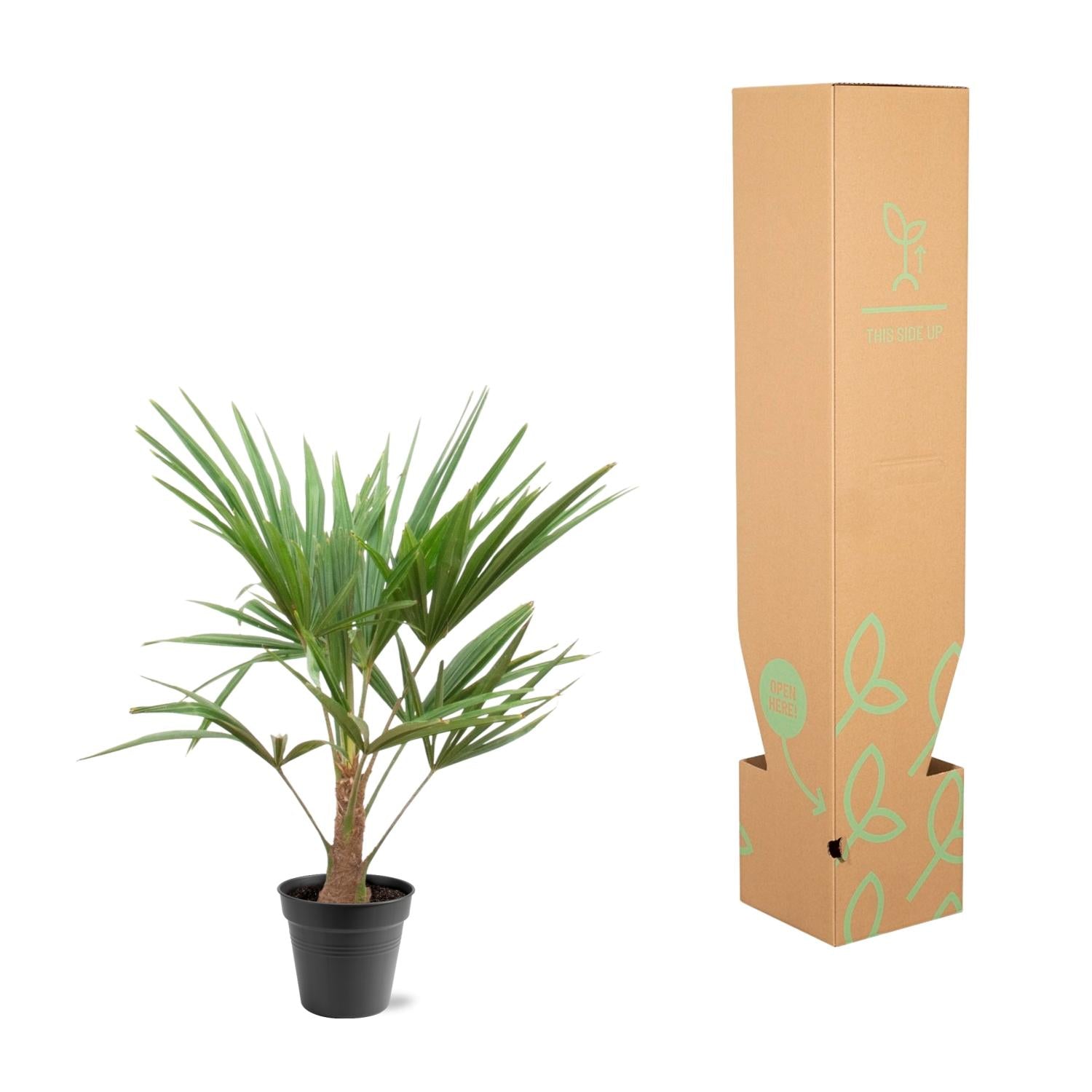 Trachycarpus fortunei – palmera robusta y resistente, maceta de 21 cm, altura de 90 a 100 cm