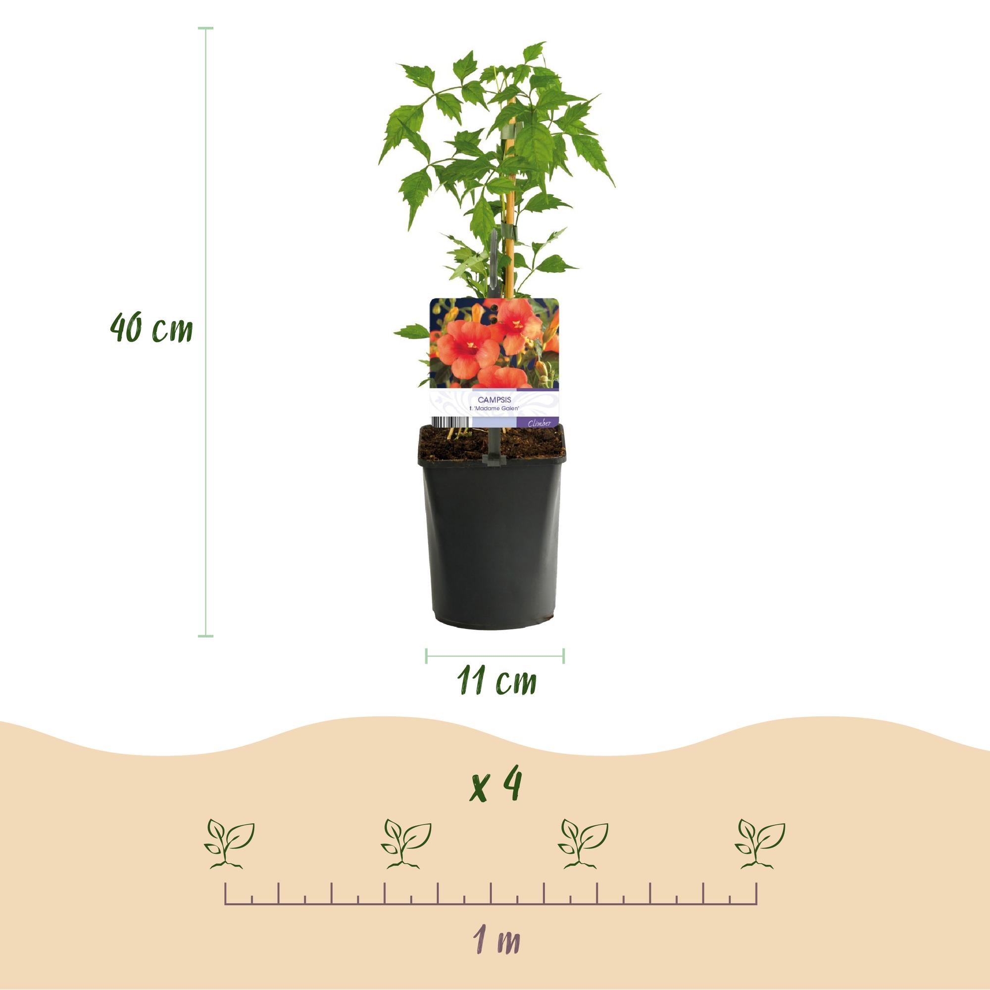 Kletterpflanzen Rainbow – 4 farbenfrohe Sorten für Garten & Terrasse, Topf 11 cm, 40 cm hoch