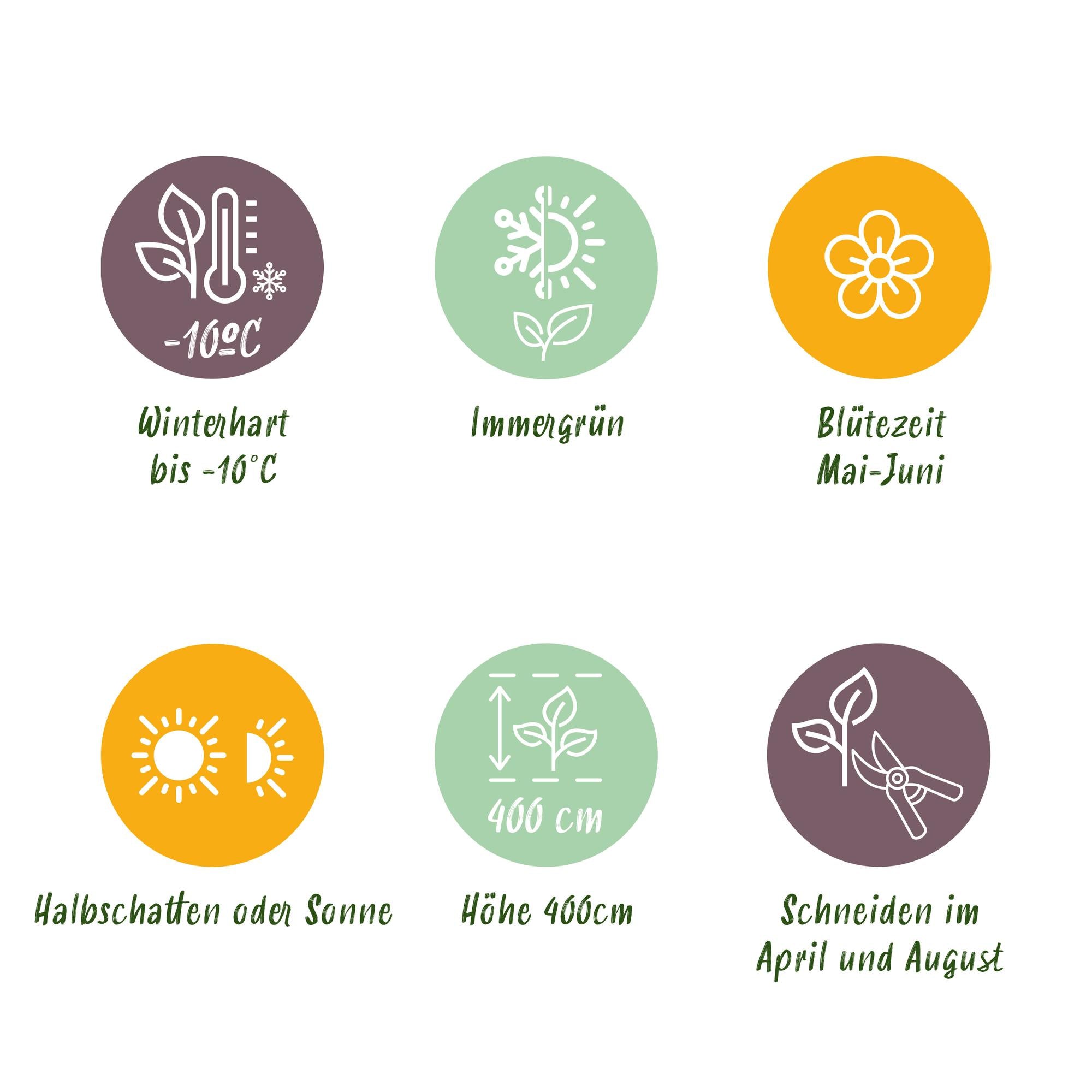 Photinia Fraseri ‘Carré Rouge’ – Glanzmispel, 8 Pflanzen - 9 cm Topf, 30–35 cm hoch