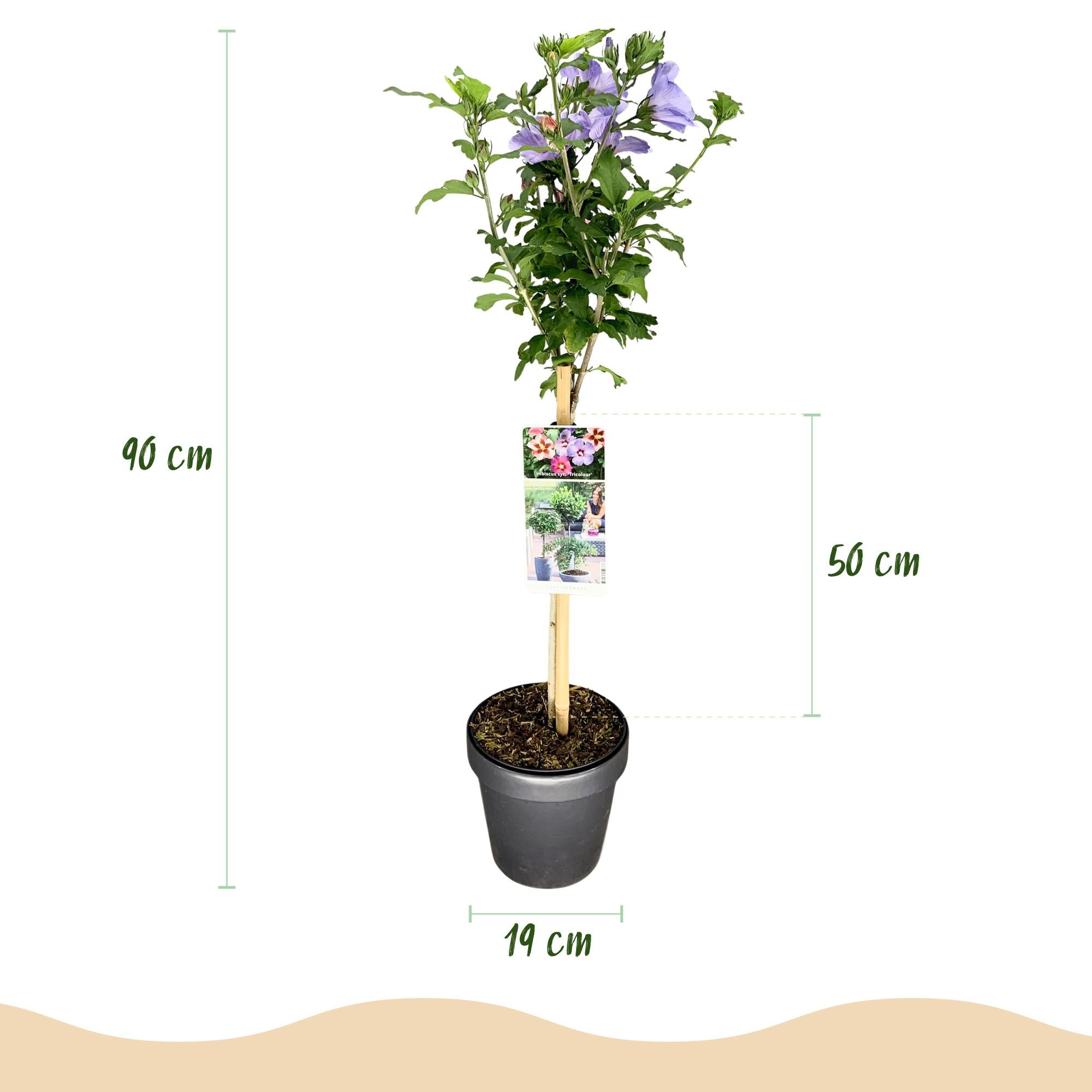 Hibiscus syriacus 'Tricolor' – árbol estándar para patio y jardín, maceta de 19 cm, 90 cm de altura