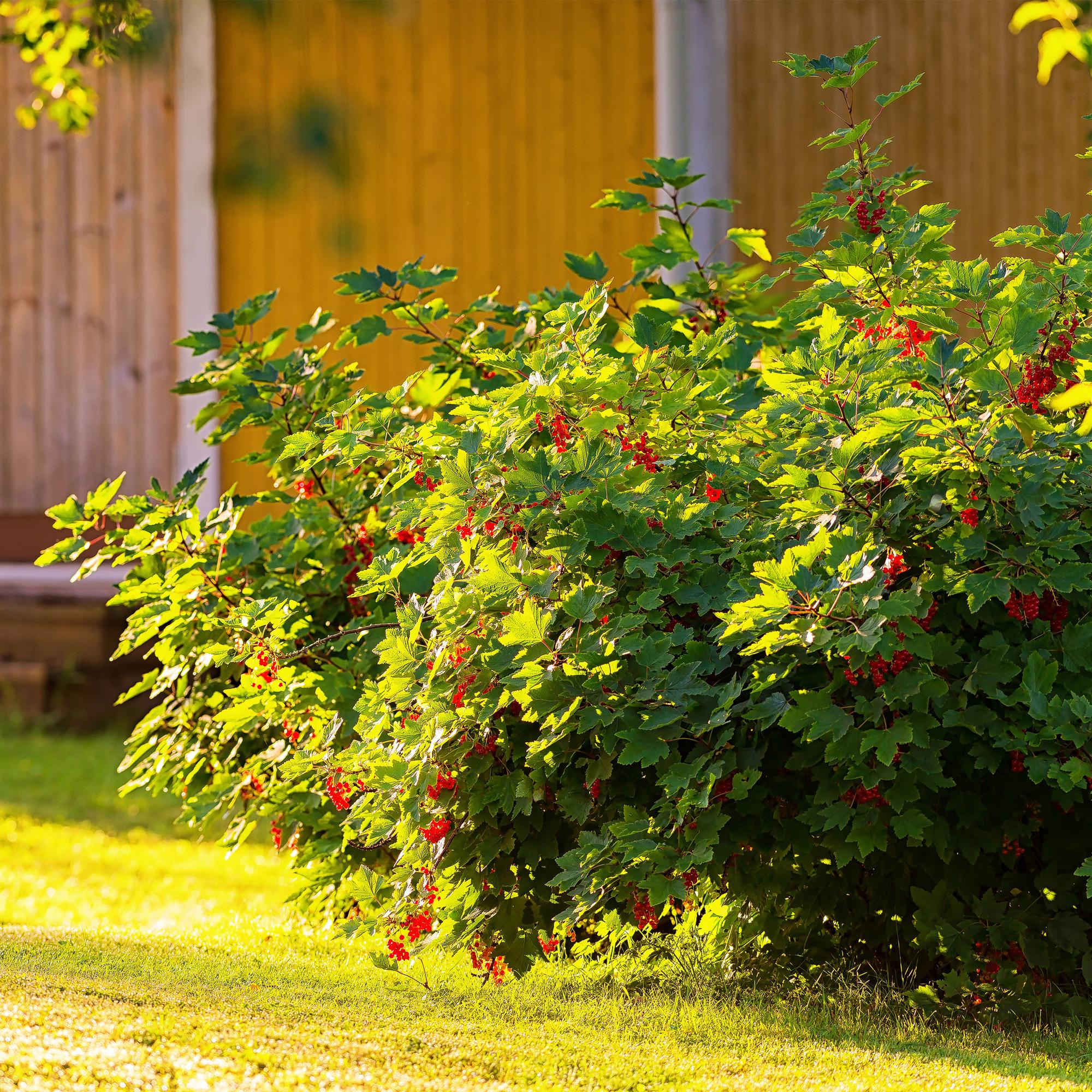 Rote Johannisbeere (Ribes rubrum) – 2 Pflanzen, ca. 40 cm, Topf Ø 11 cm