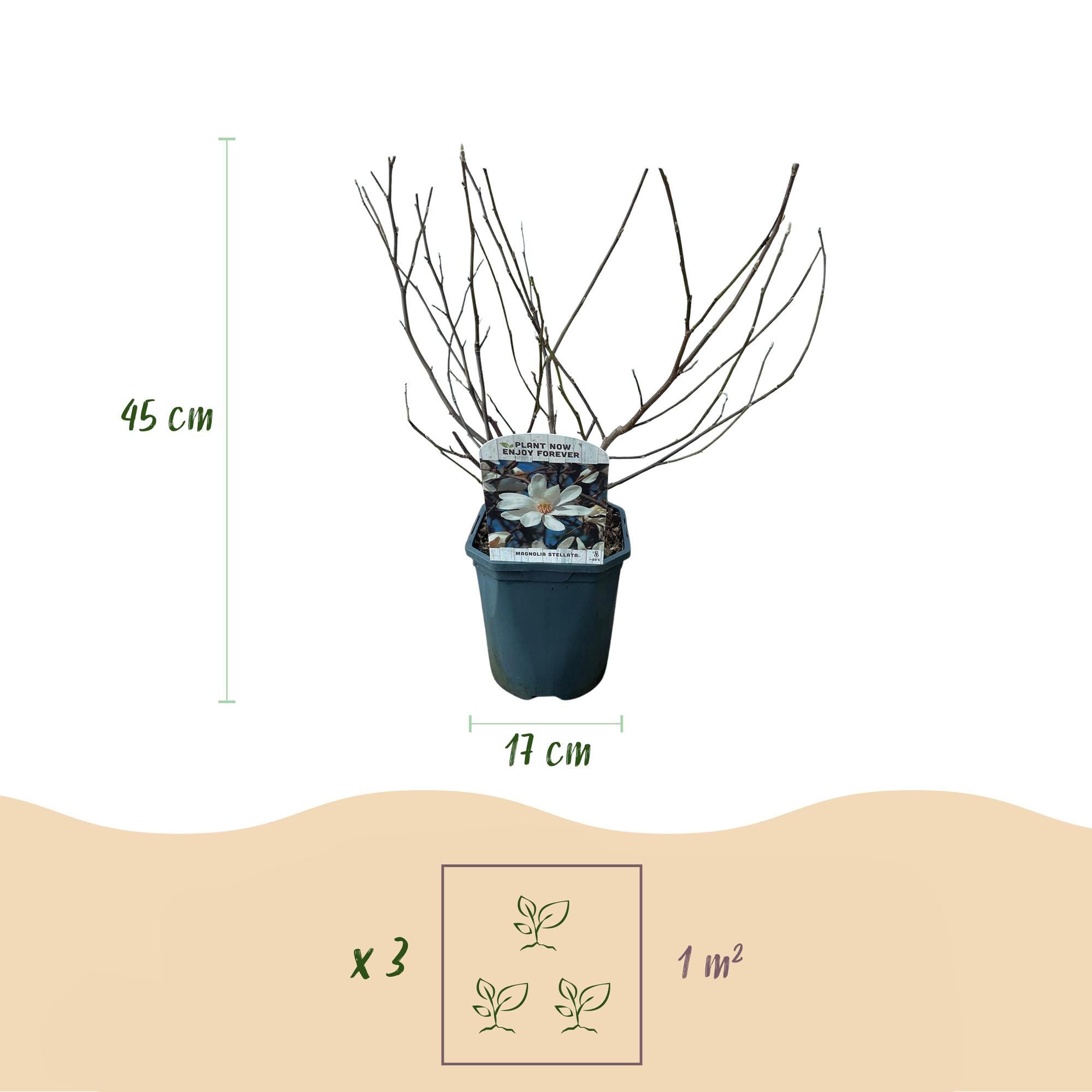 Magnolia stellata – arbusto ornamental de flores blancas, 1 planta, maceta de 17 cm, 45 cm de altura
