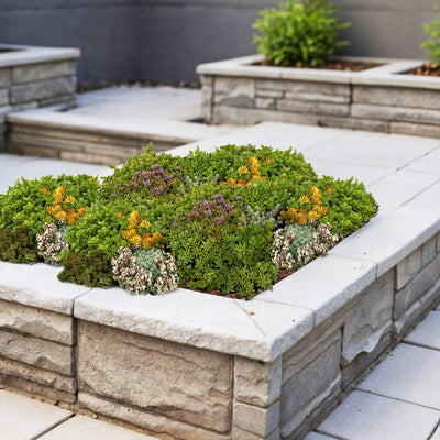 Bodendecker-Matte aus 10 Sedum-Arten – winterhart, 50 × 30 cm