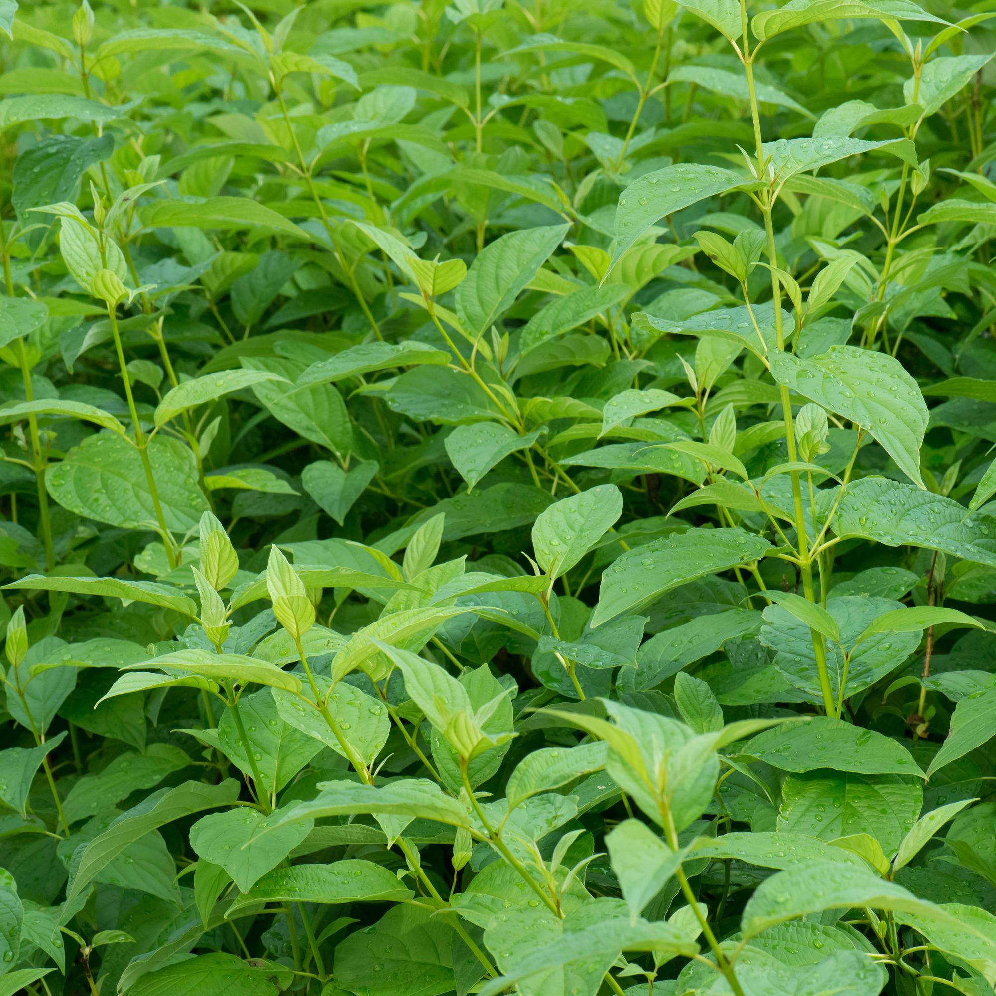 Cornus alba 'Flaviramea' – 1 planta, ramas verdes, maceta de 17 cm, 45 cm de altura