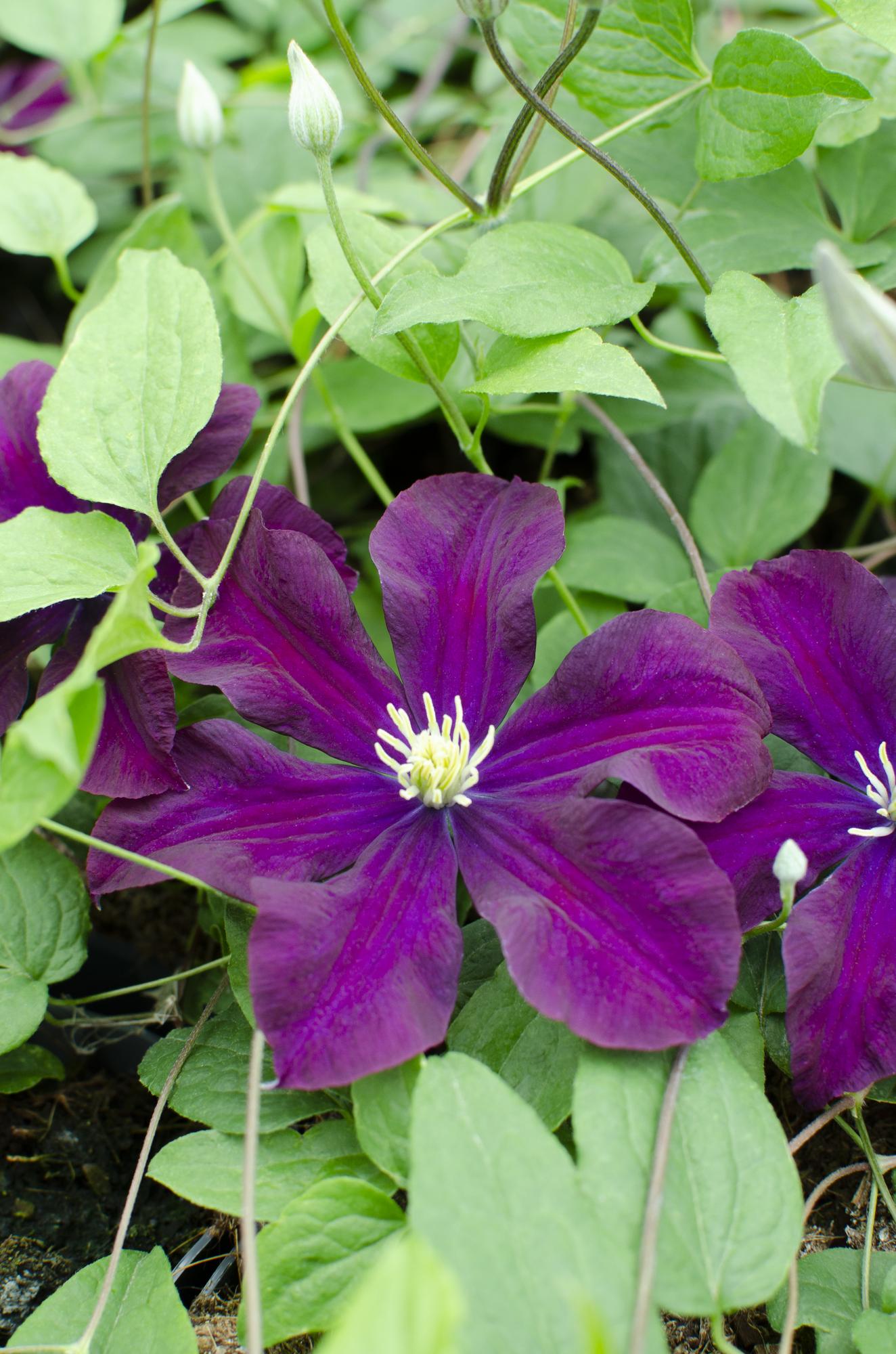 Clematis ‘Warszawska Nike’ – tiefviolette Blüten, 15 cm Topf, 65 cm Höhe