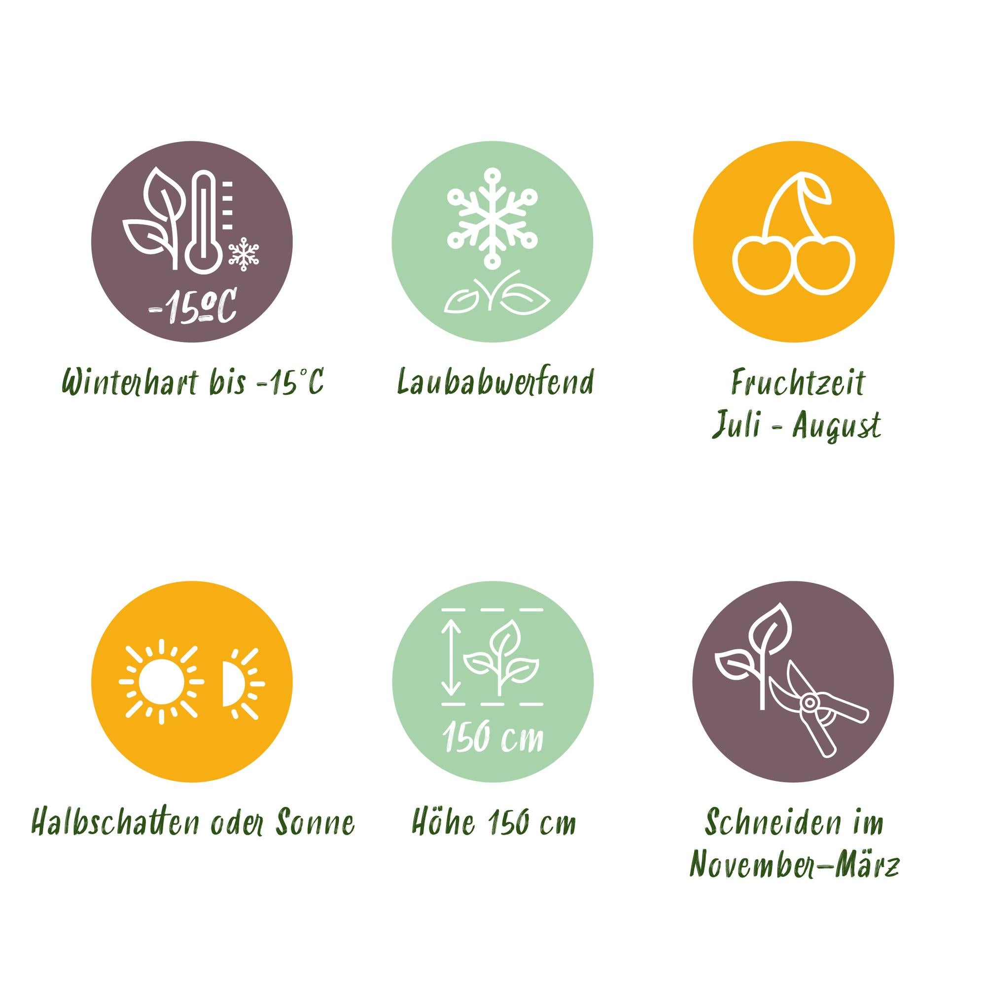 Thornless blackberry “Black Satin” – 2 plants in an 11 cm pot (approx. 40 cm)