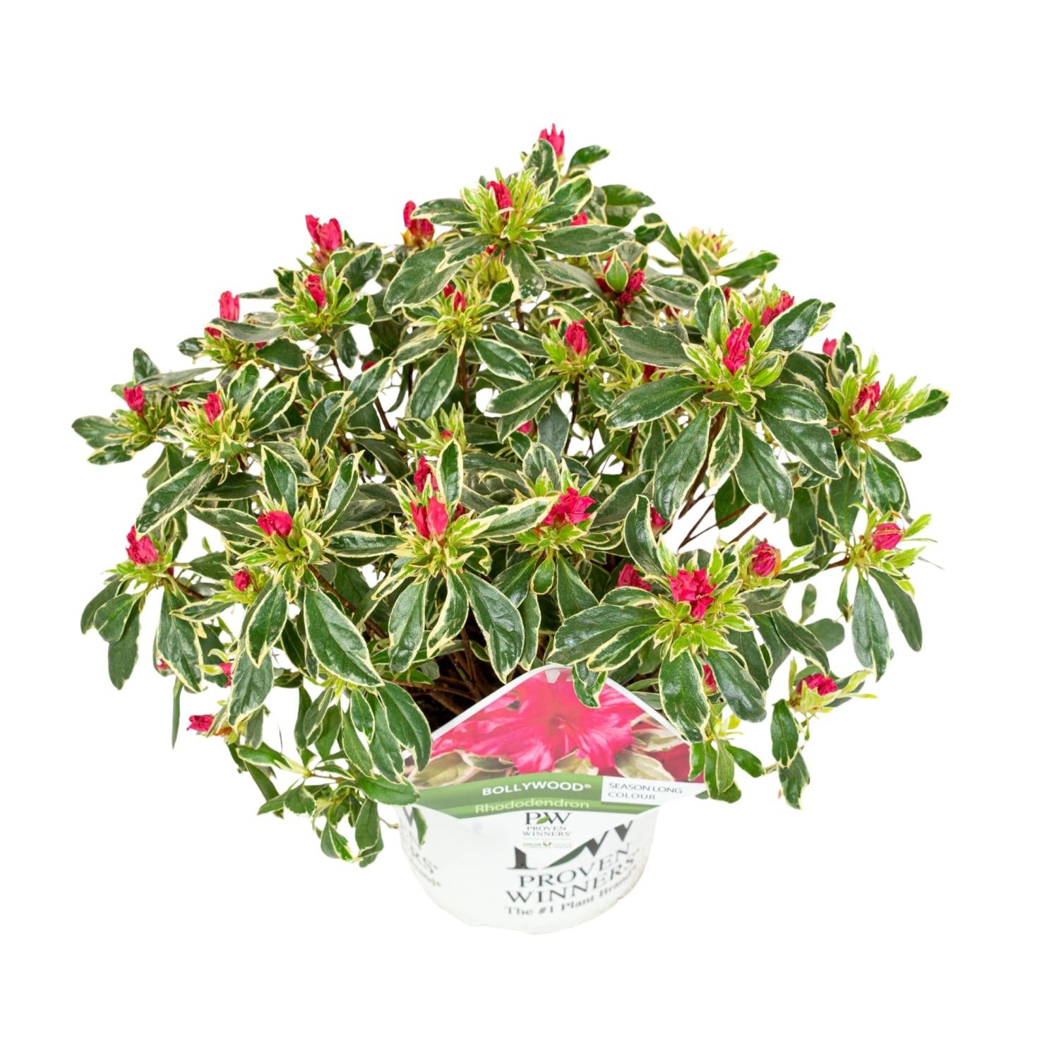 Hododendron 'Bollywood' – evergreen, 19 cm pot, 30 cm height