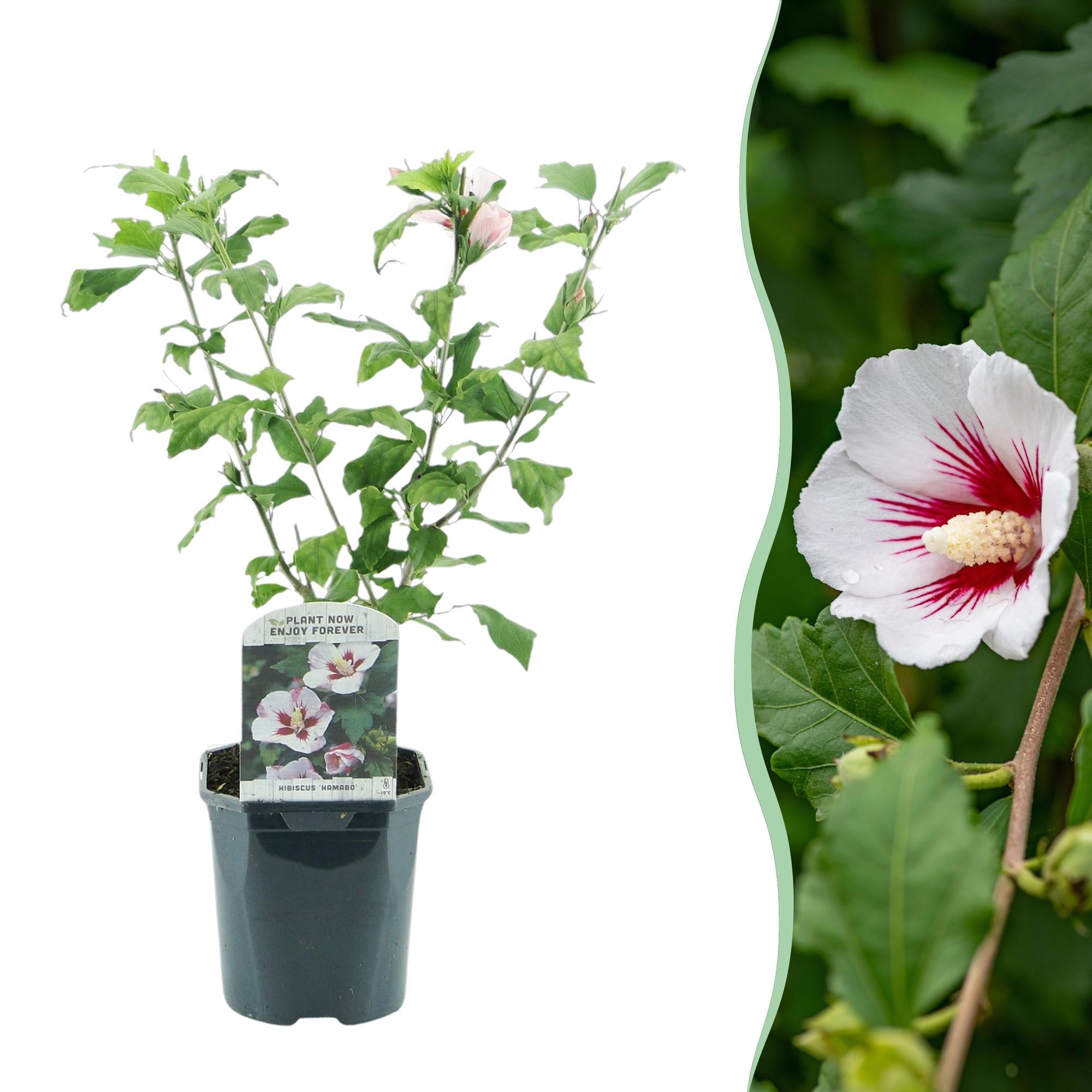 Hibisco 'Hamabo' – caducifolio, floración rosa claro, maceta de 17 cm, 45 cm de alto