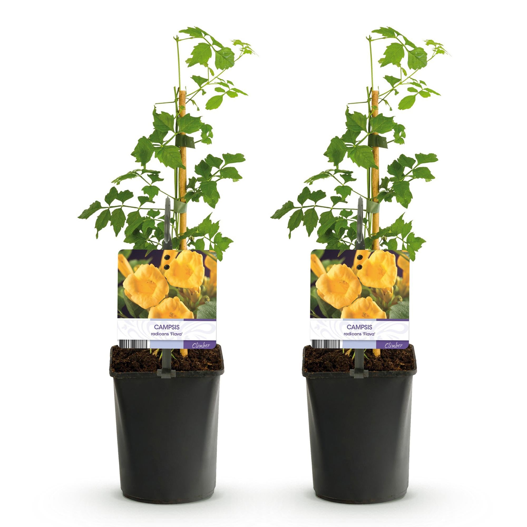 Campsis radicans 'Flava' – enredadera de trompeta de flores amarillas, 2 plantas, maceta de 11 cm, 40 cm de altura